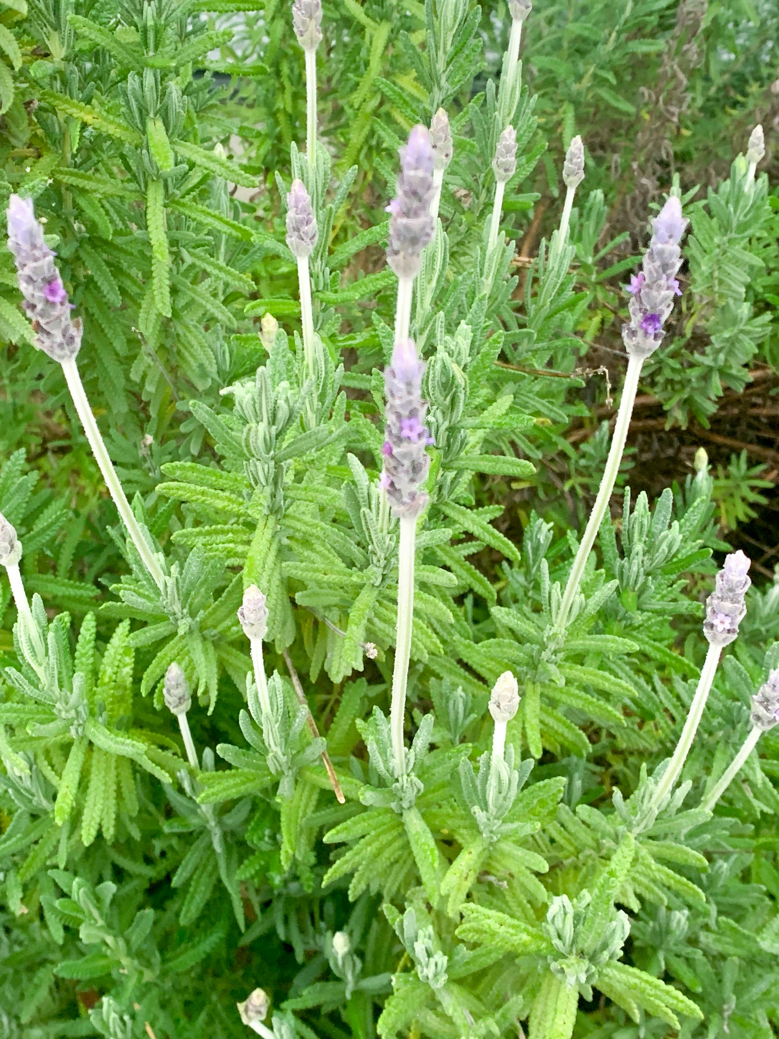 Lavendelpflanze mit lila Blüten und grünen Blättern