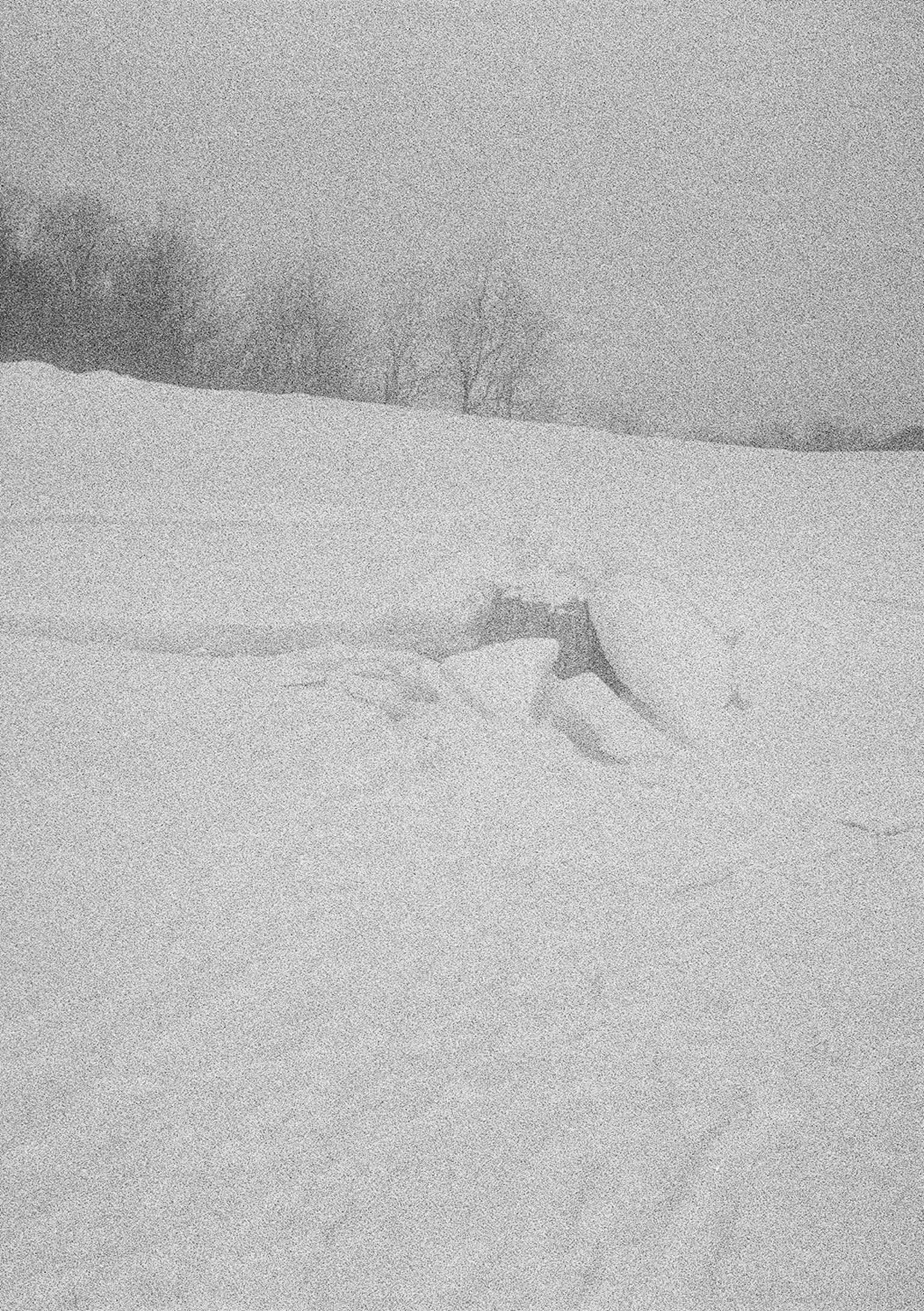 黑白图像展示了一个被雪覆盖的风景和柔和的树木