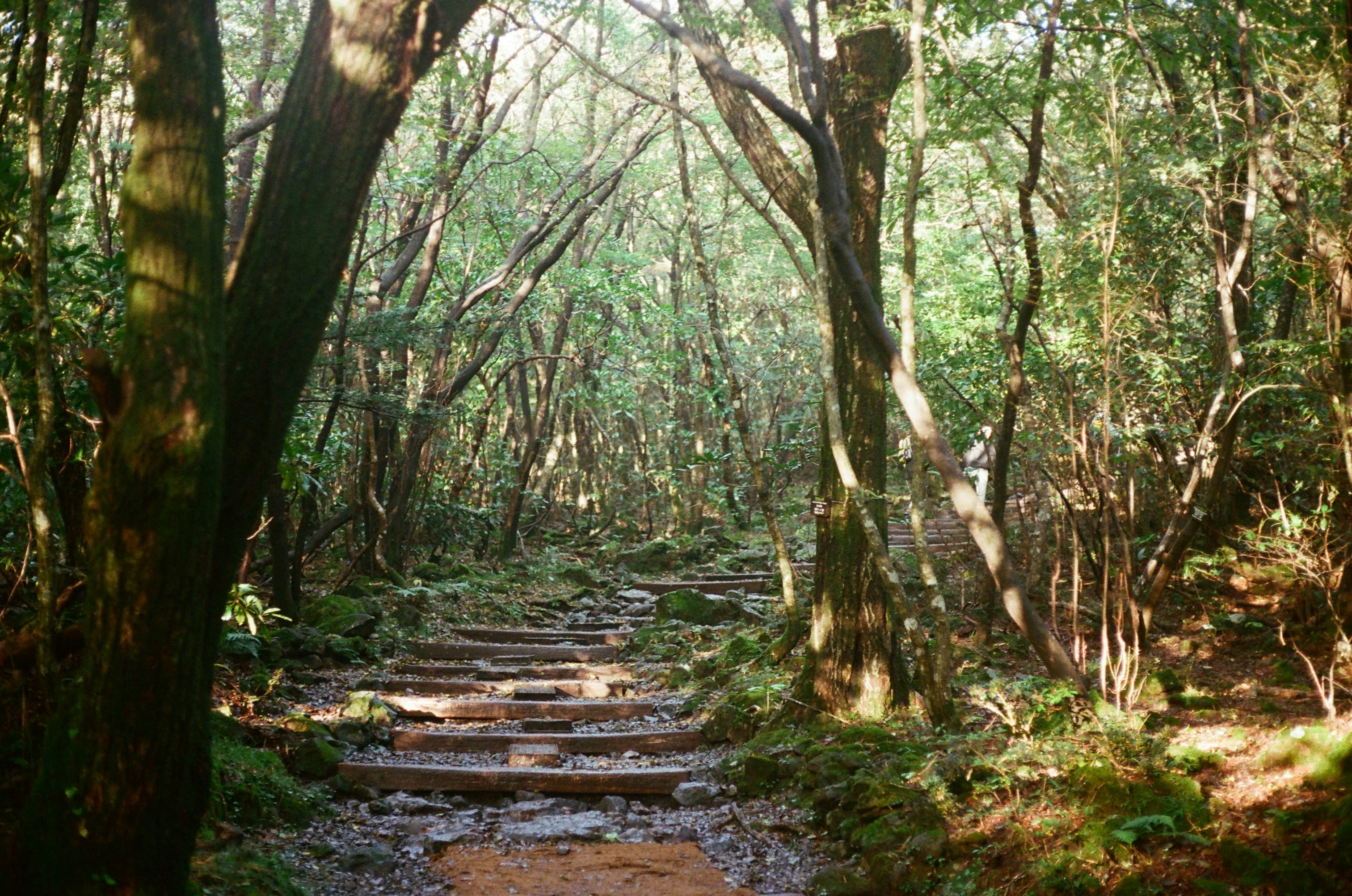 木々に囲まれた森の小道