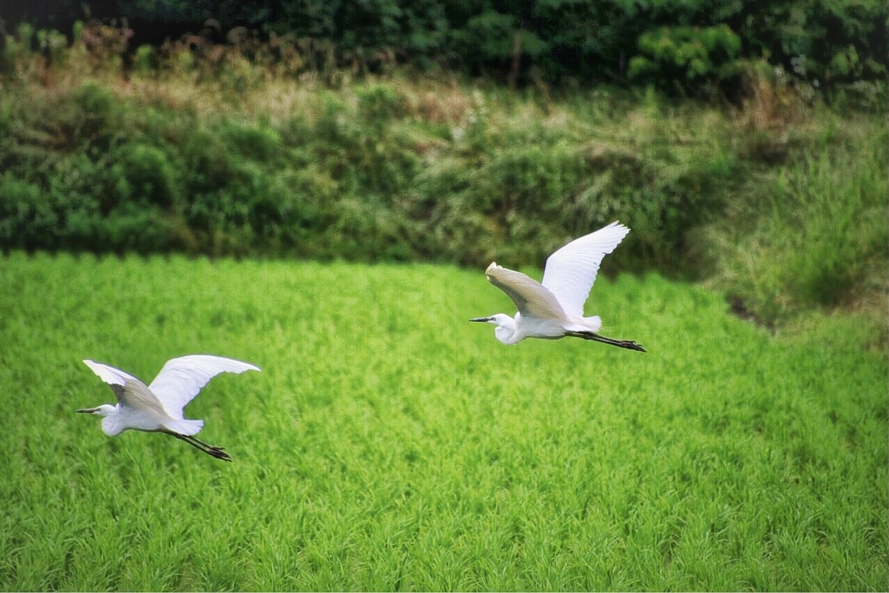 緑の草地で飛ぶ白鷺の二羽