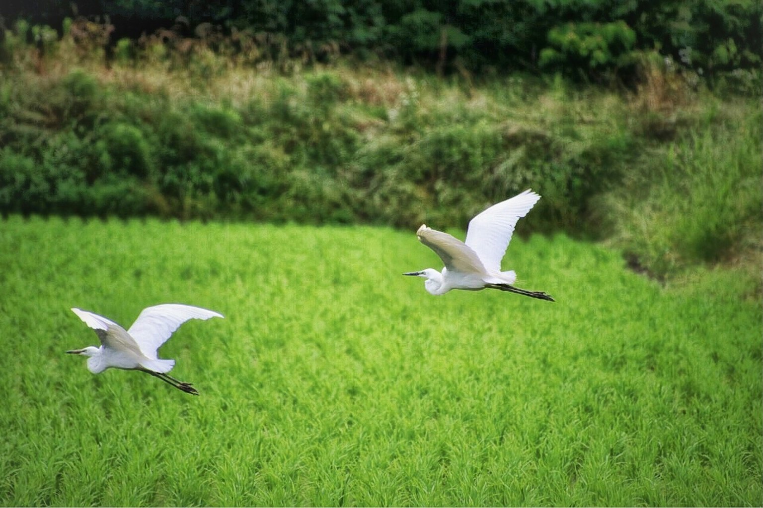 Two white egrets flying over a green rice field