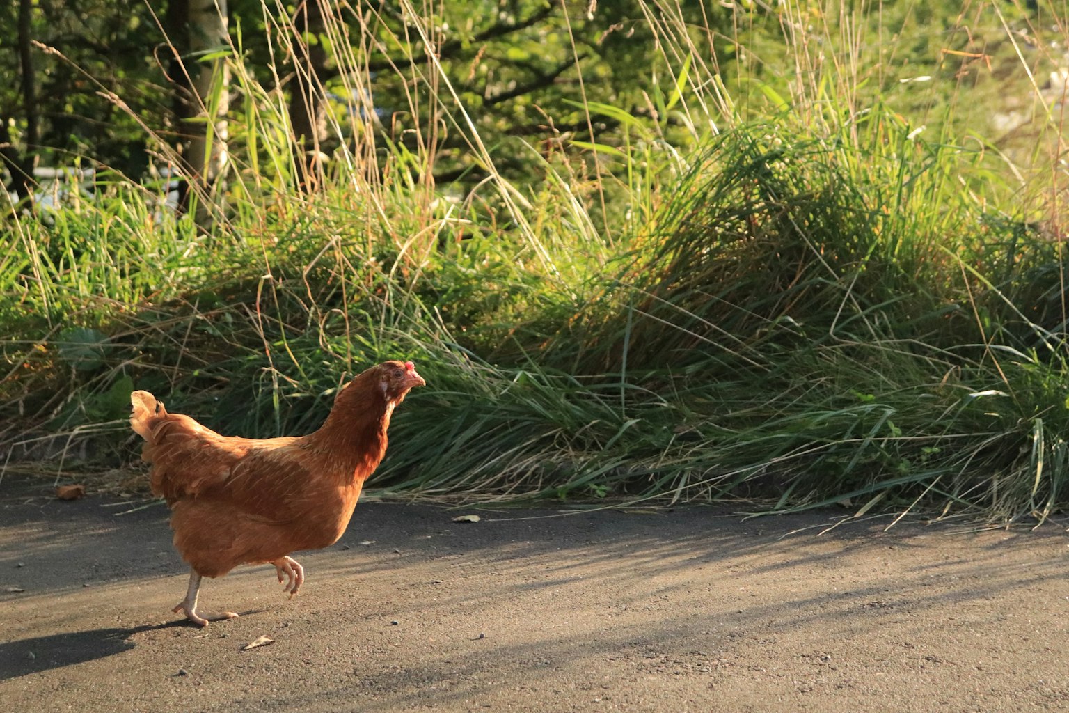 Ayam coklat berjalan di jalan dengan rumput hijau