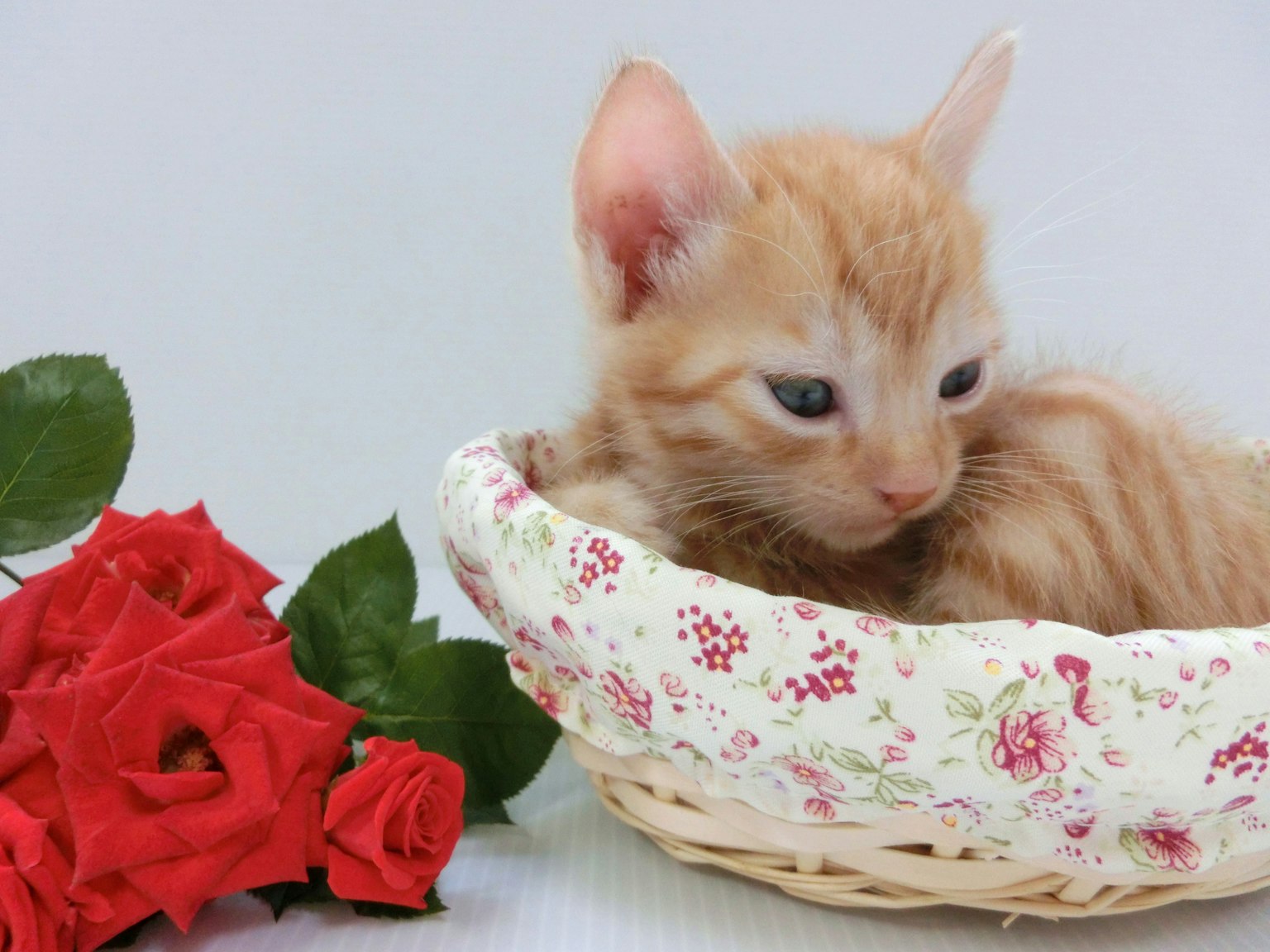Kucing oranye duduk di keranjang berbunga di samping mawar merah