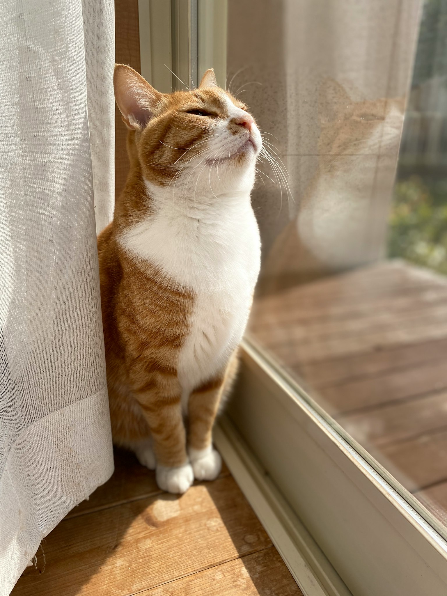 Orange and white cat sitting by the window enjoying sunlight