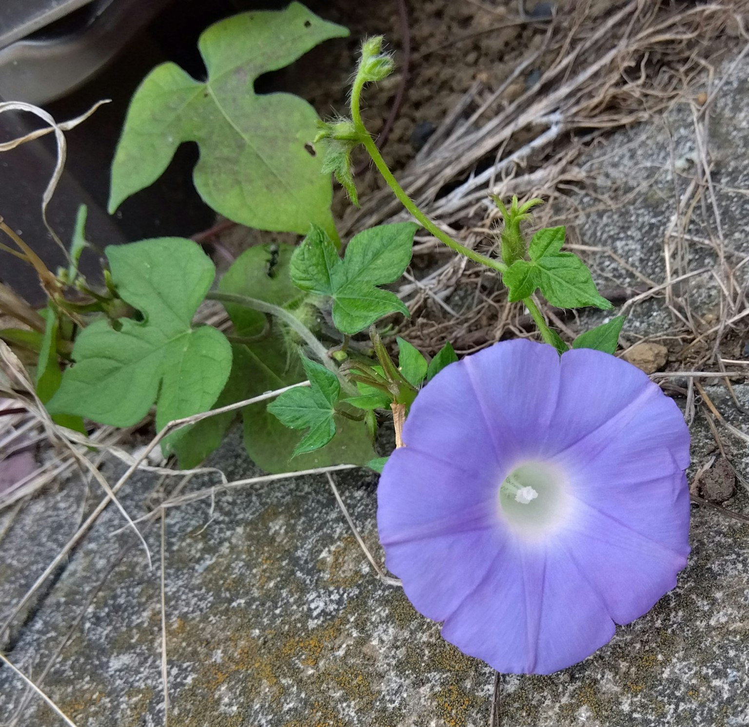 Close-up of a purple flower with green leaves on a stone surface