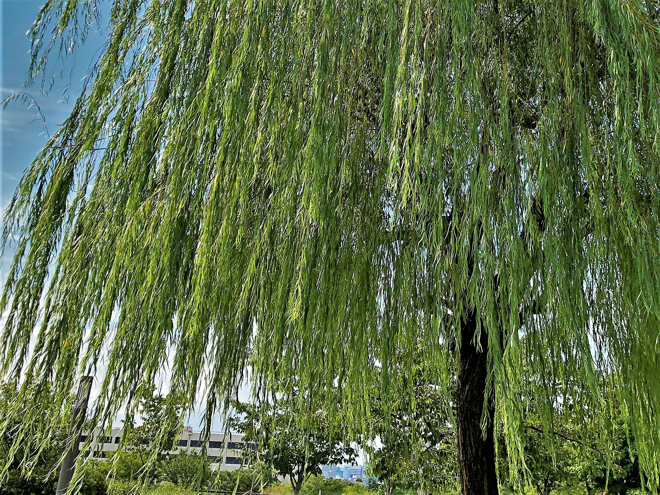 垂柳枝條垂落於水邊