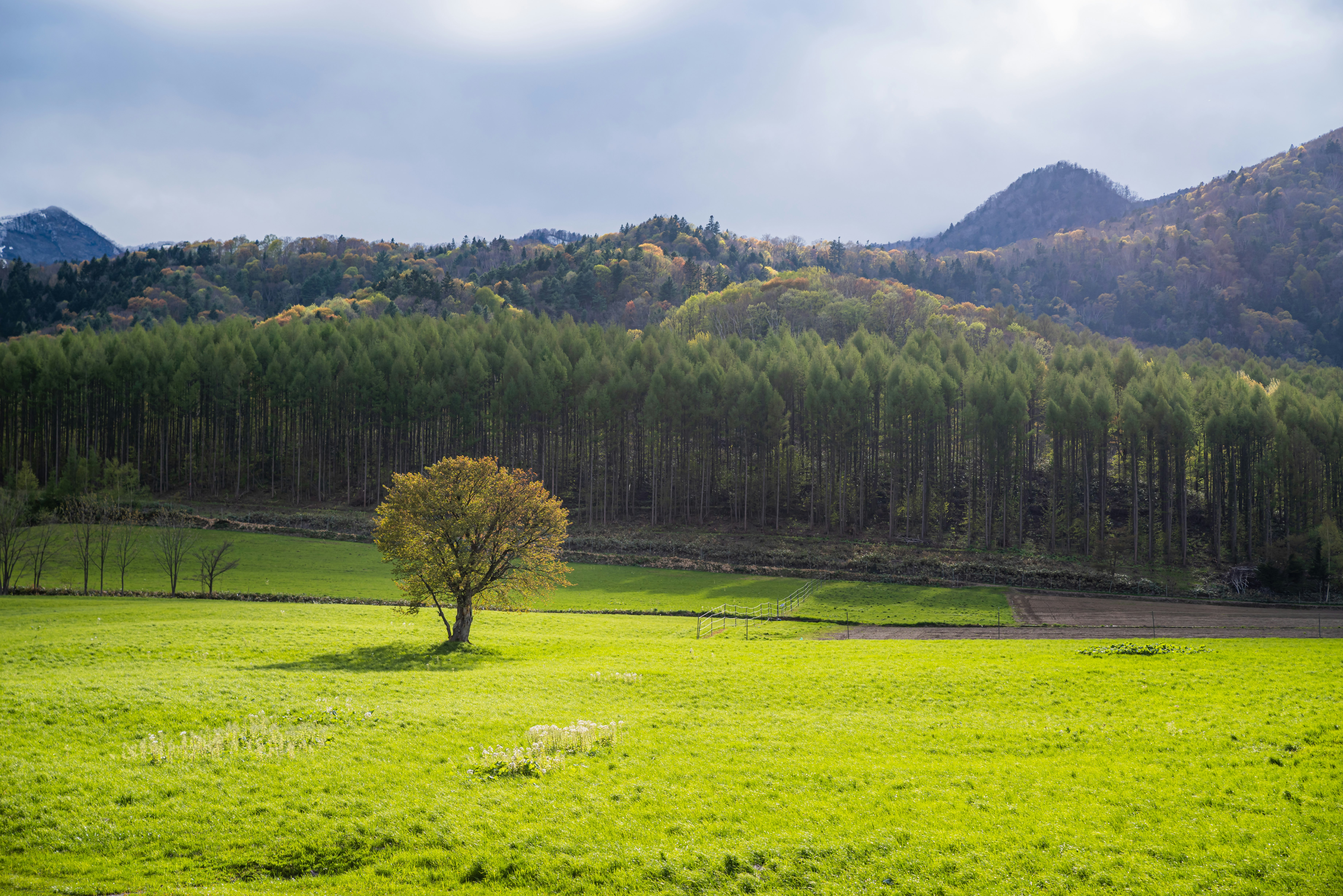 Paesaggio di Furano con un singolo ciliegio in un prato verde e vista sulle montagne