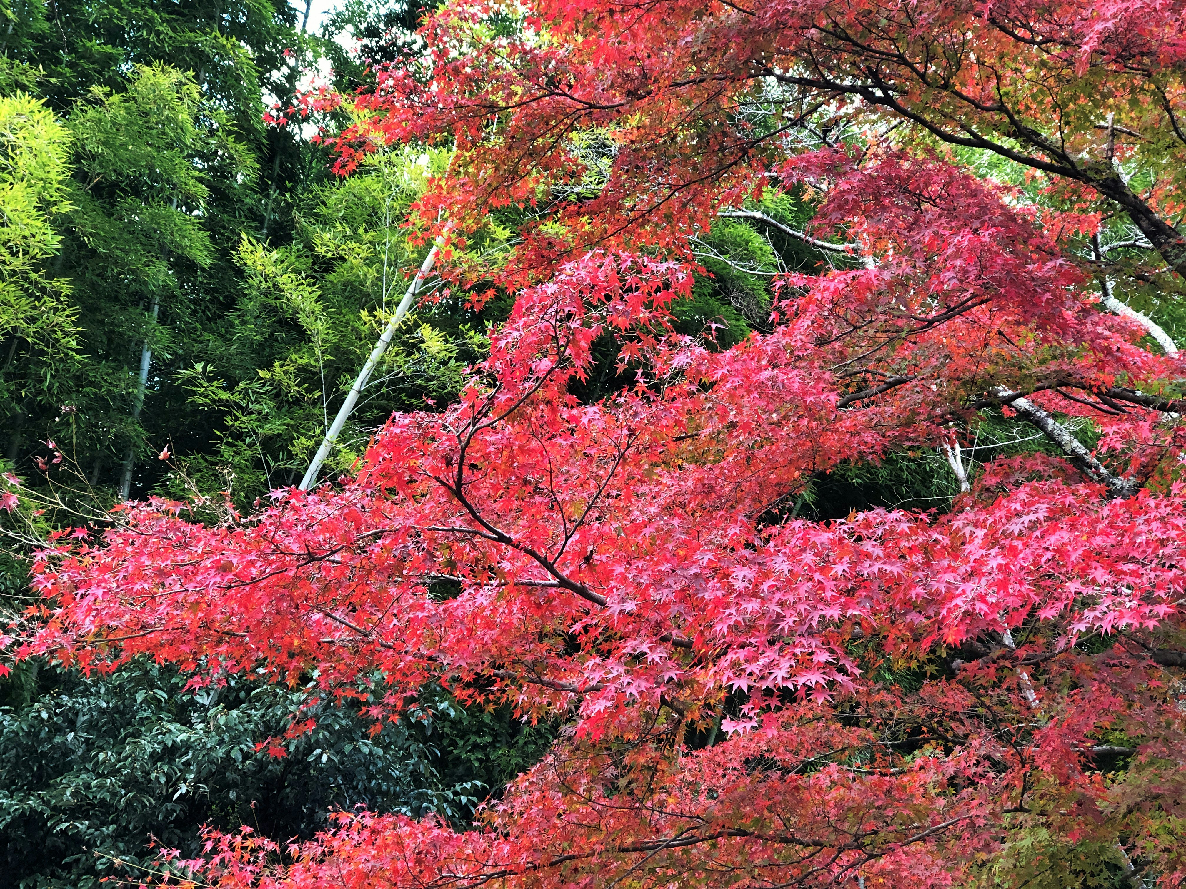 色鮮やかな紅葉の木々が重なる庭園の景色