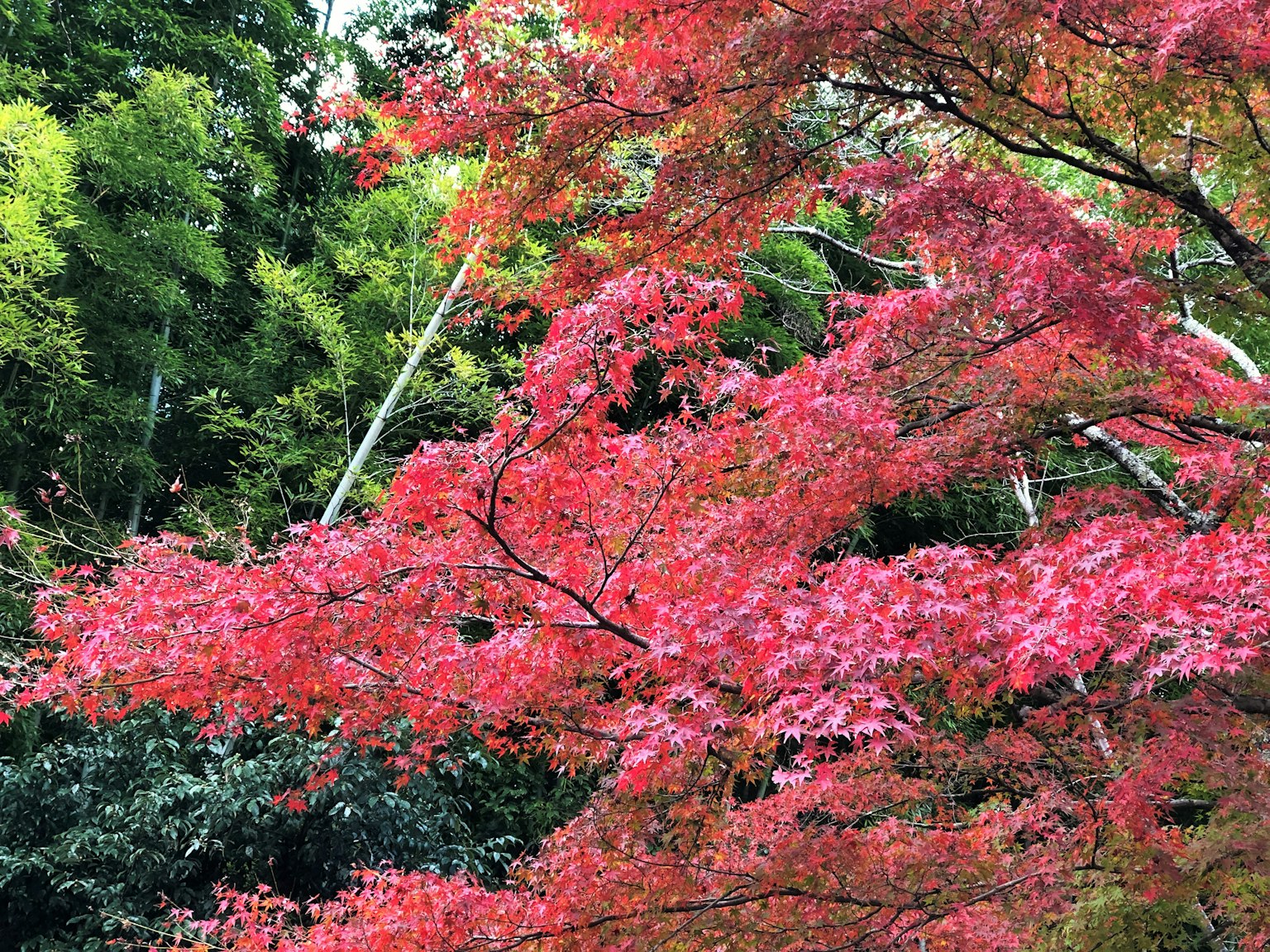 Daun maple merah cerah yang kontras dengan bambu hijau subur