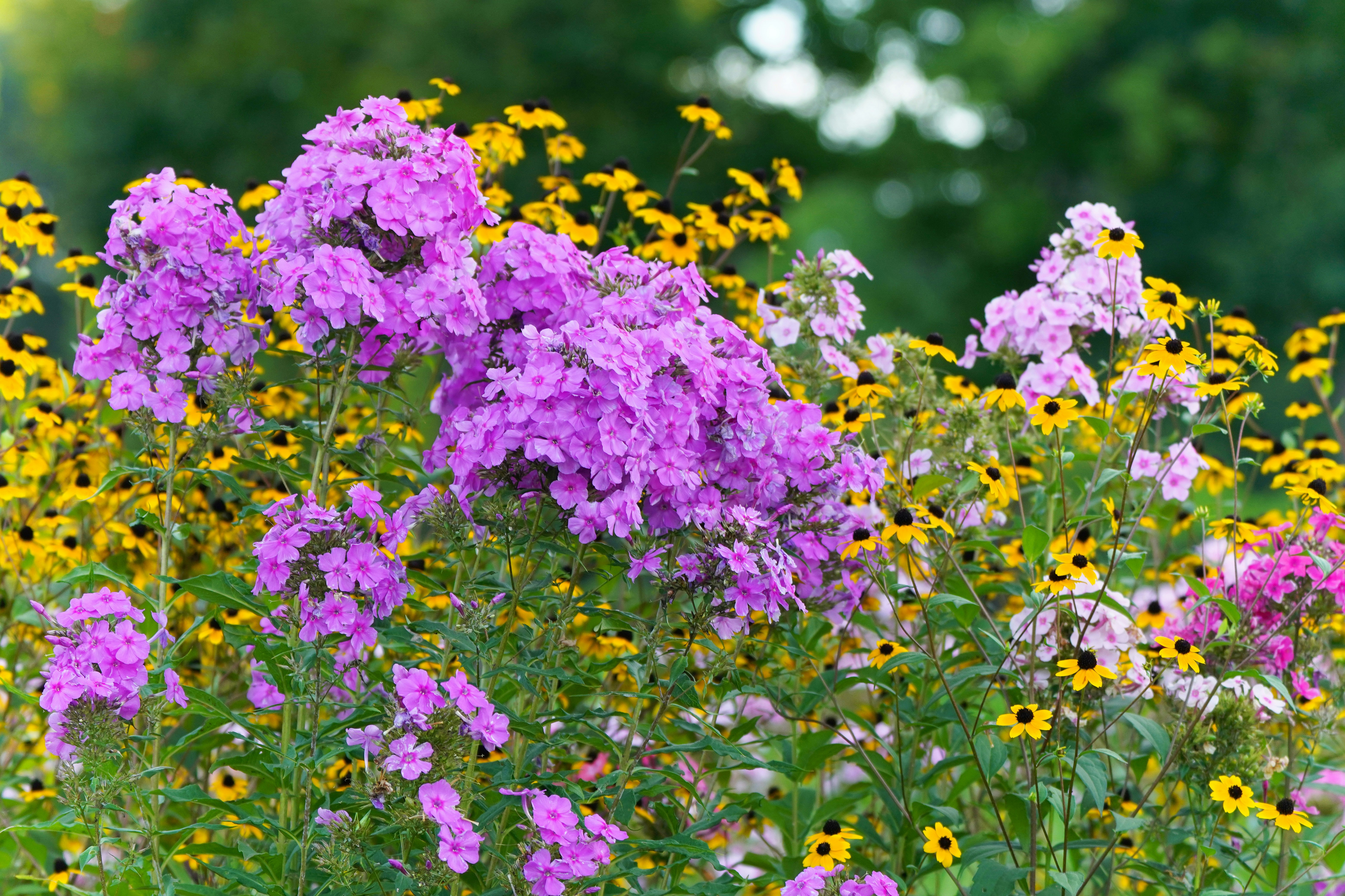 colorful wildflowers blooming in a meadow