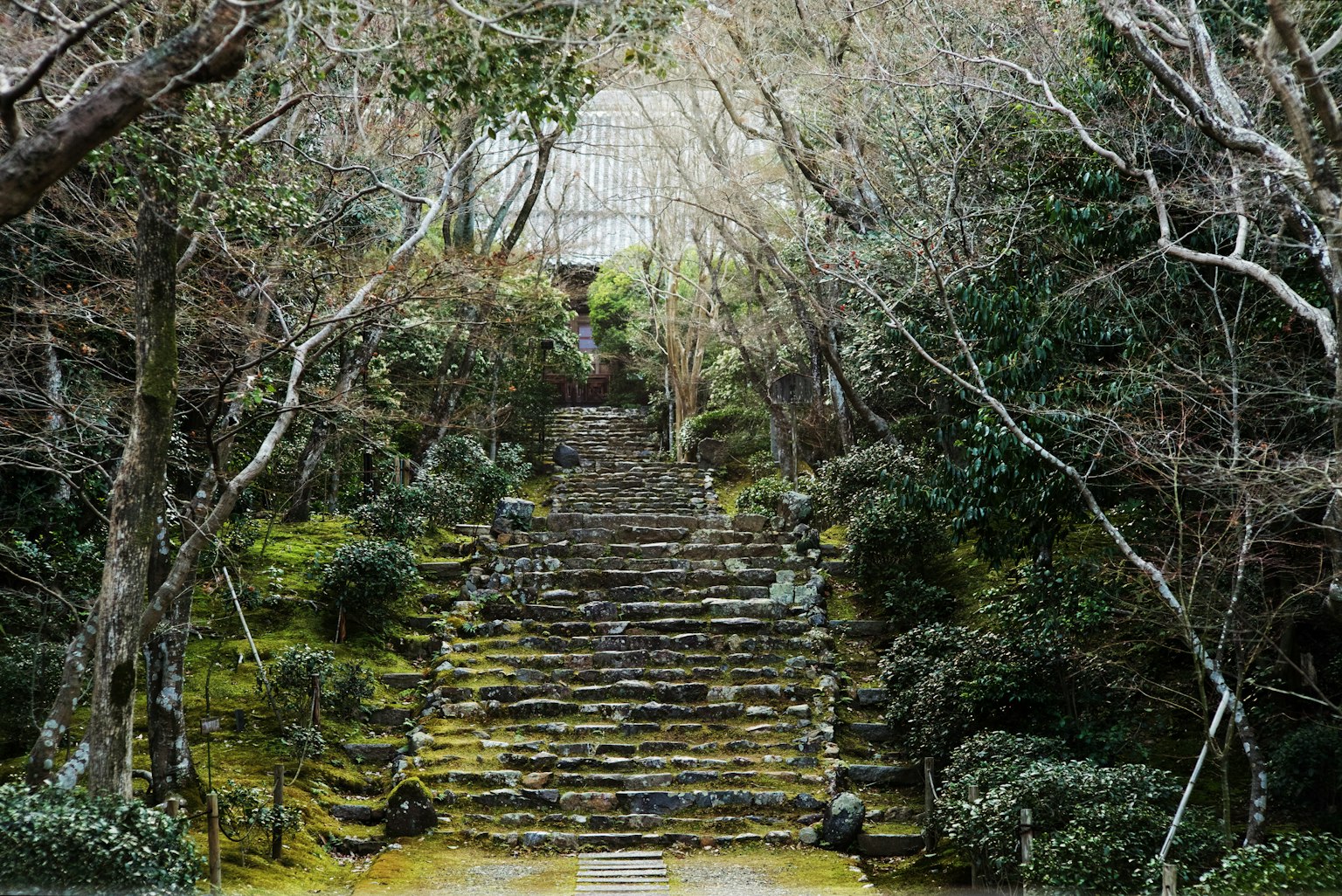Escena de jardín serena con escaleras de piedra y árboles circundantes