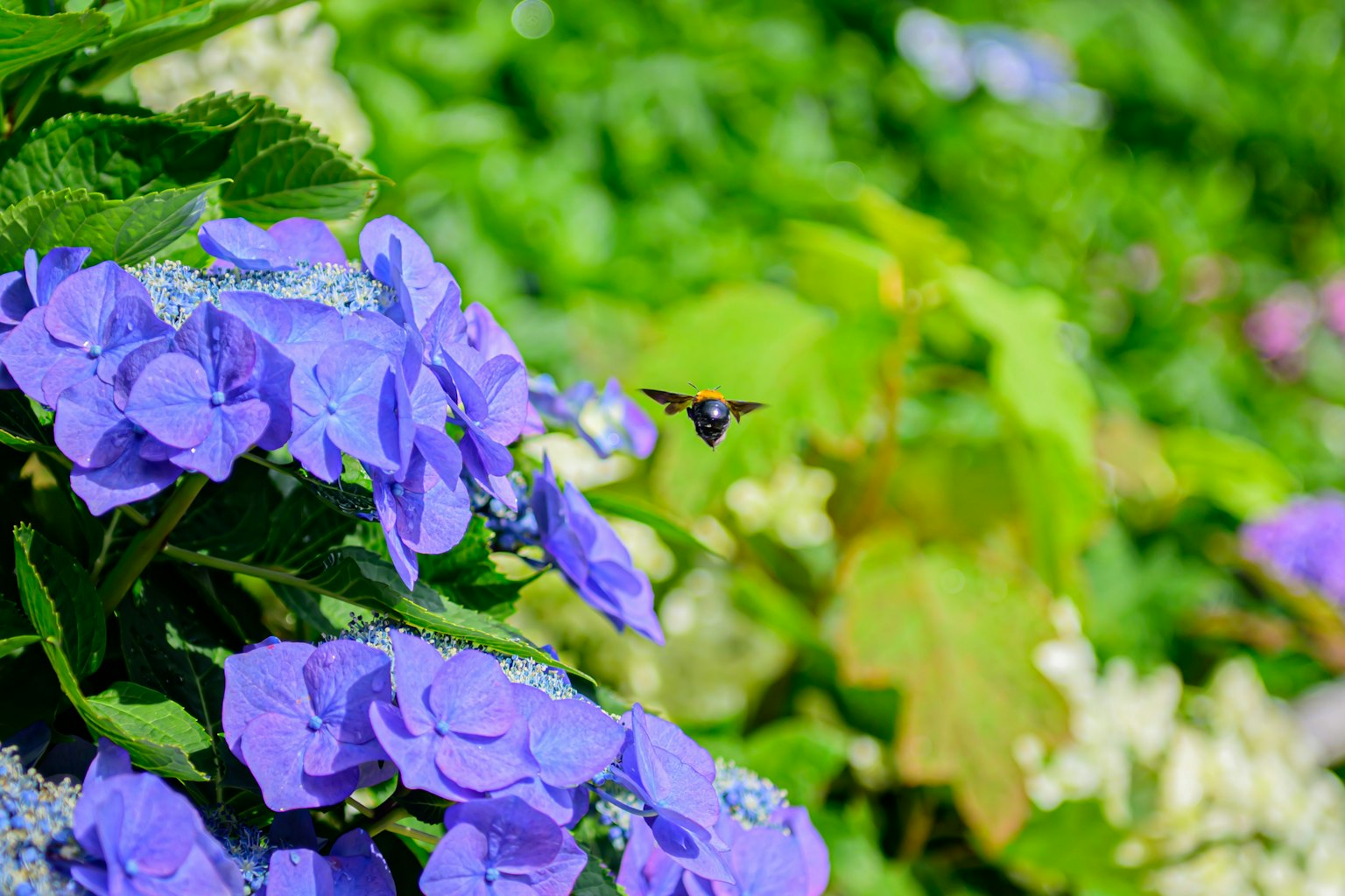 Flores de hortensia azules vibrantes con follaje verde exuberante