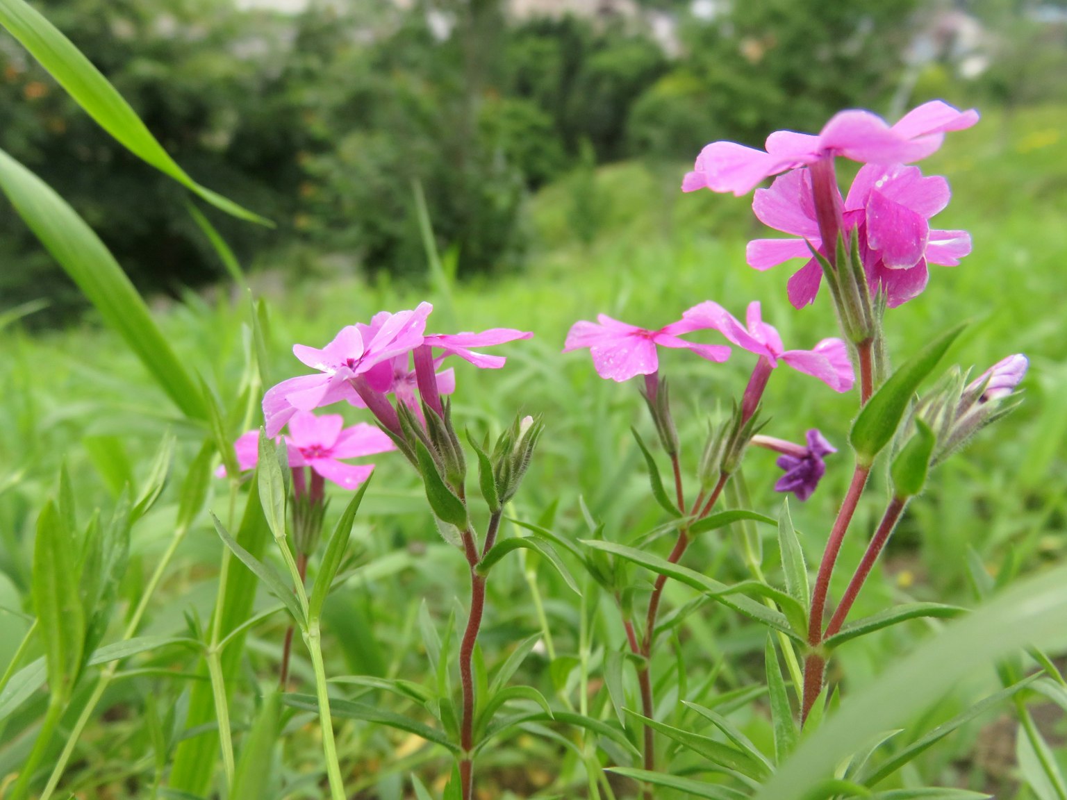 Bunga merah muda yang mekar di antara rumput hijau