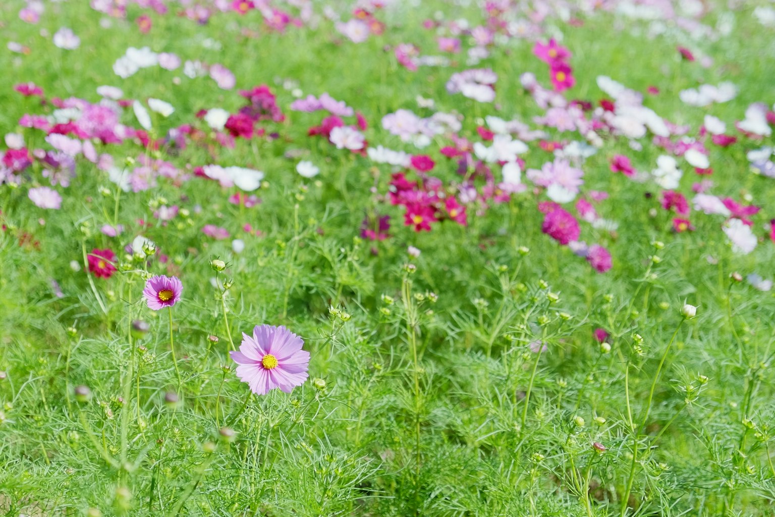 Un campo vibrante de flores de cosmos en flor de varios colores