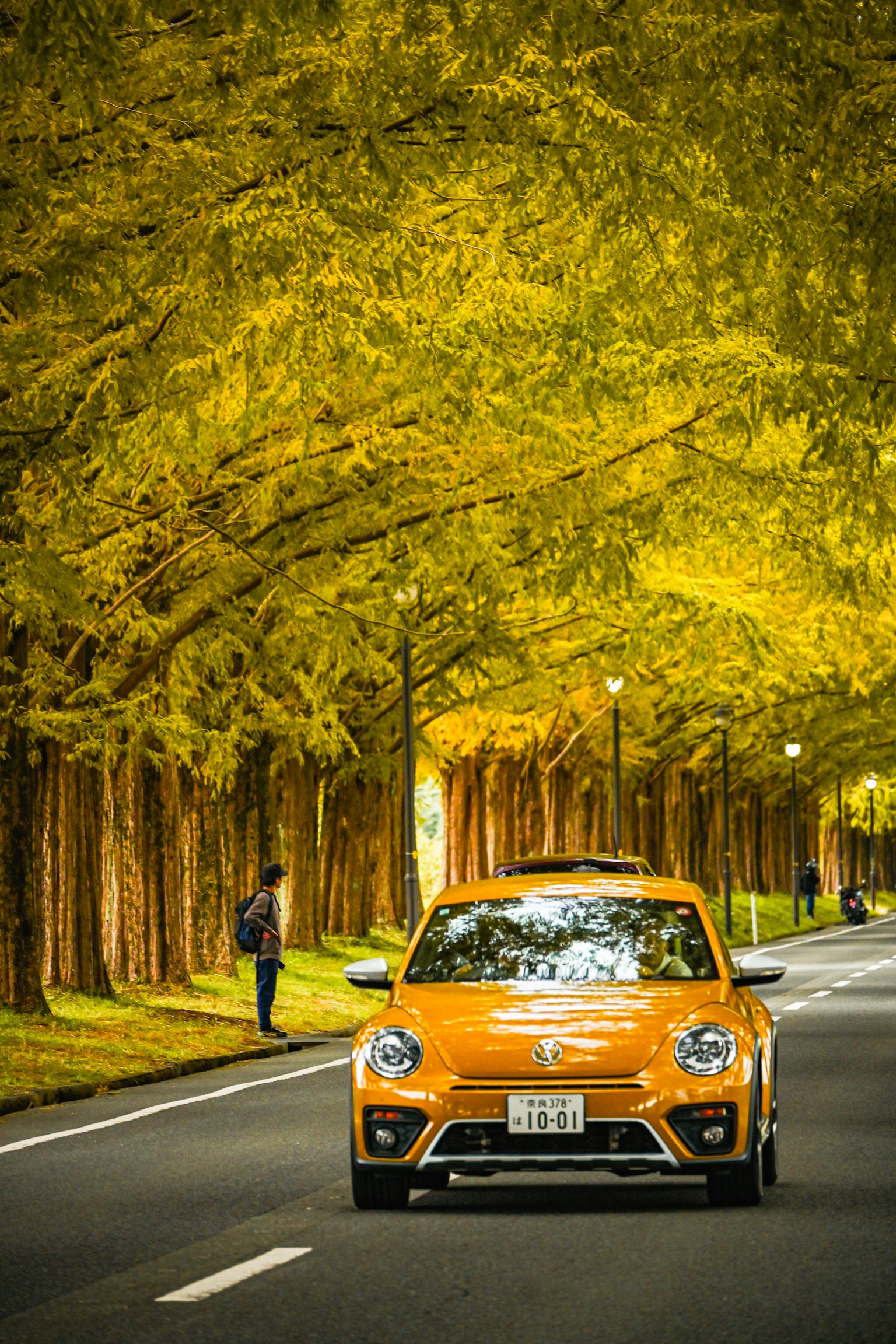 橙色汽车在秋天树木环绕的道路上行驶