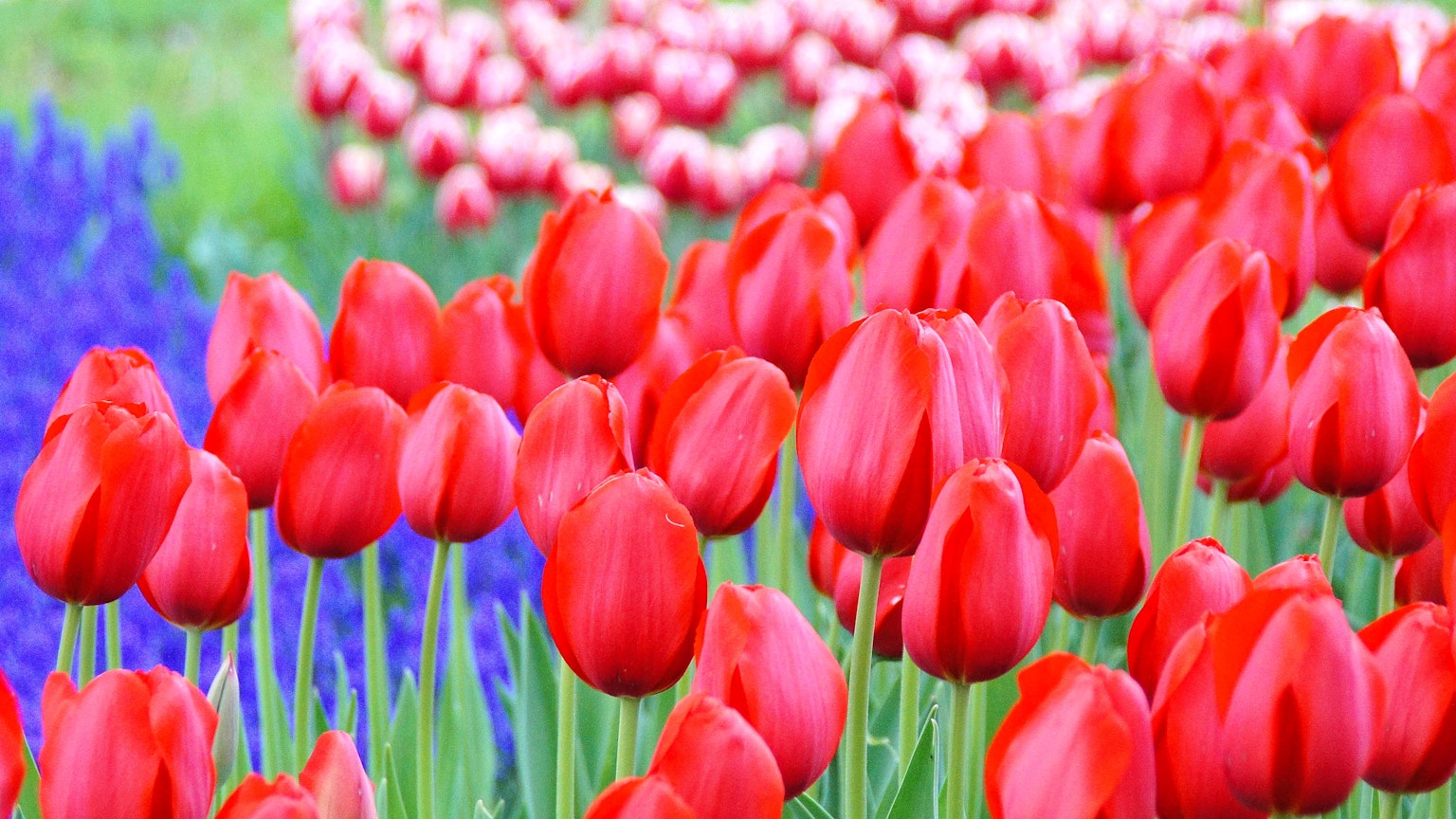 Ladang tulip merah cerah dengan bunga biru di latar belakang