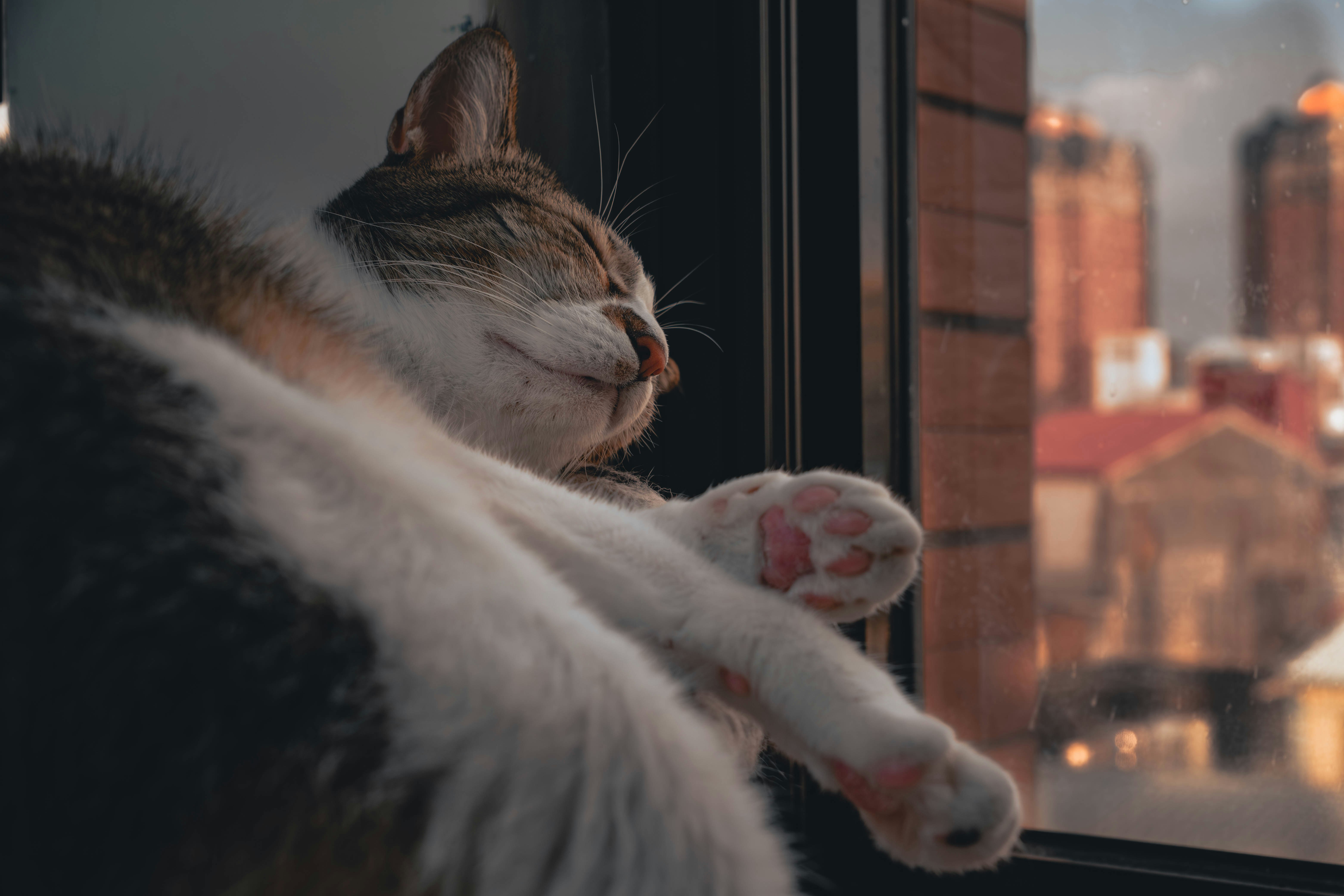 窓辺で眠る猫と夜景の街並み