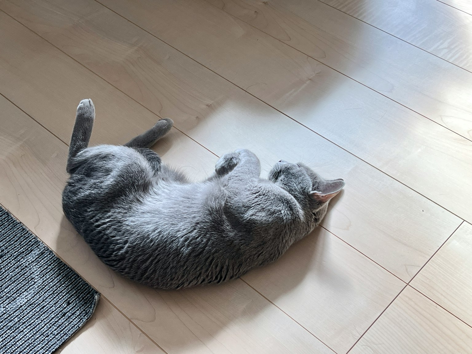 Gray cat lying on the floor
