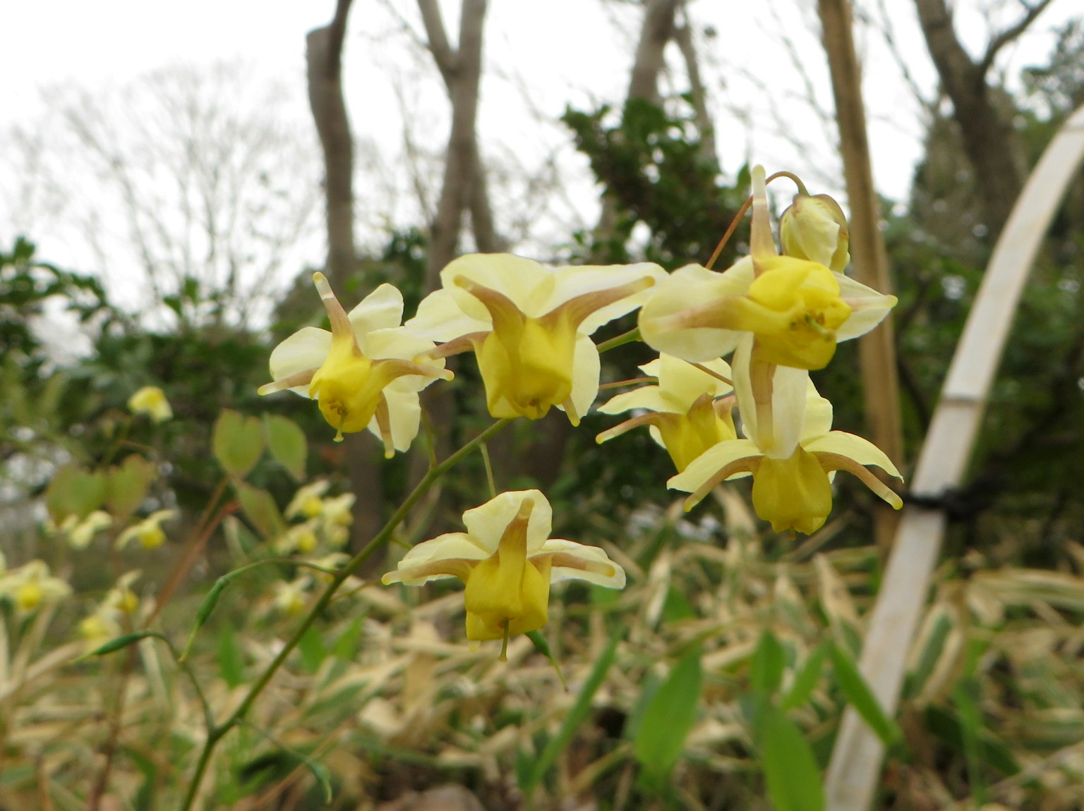 Ein Cluster von blassen gelben Blumen in einer natürlichen Umgebung