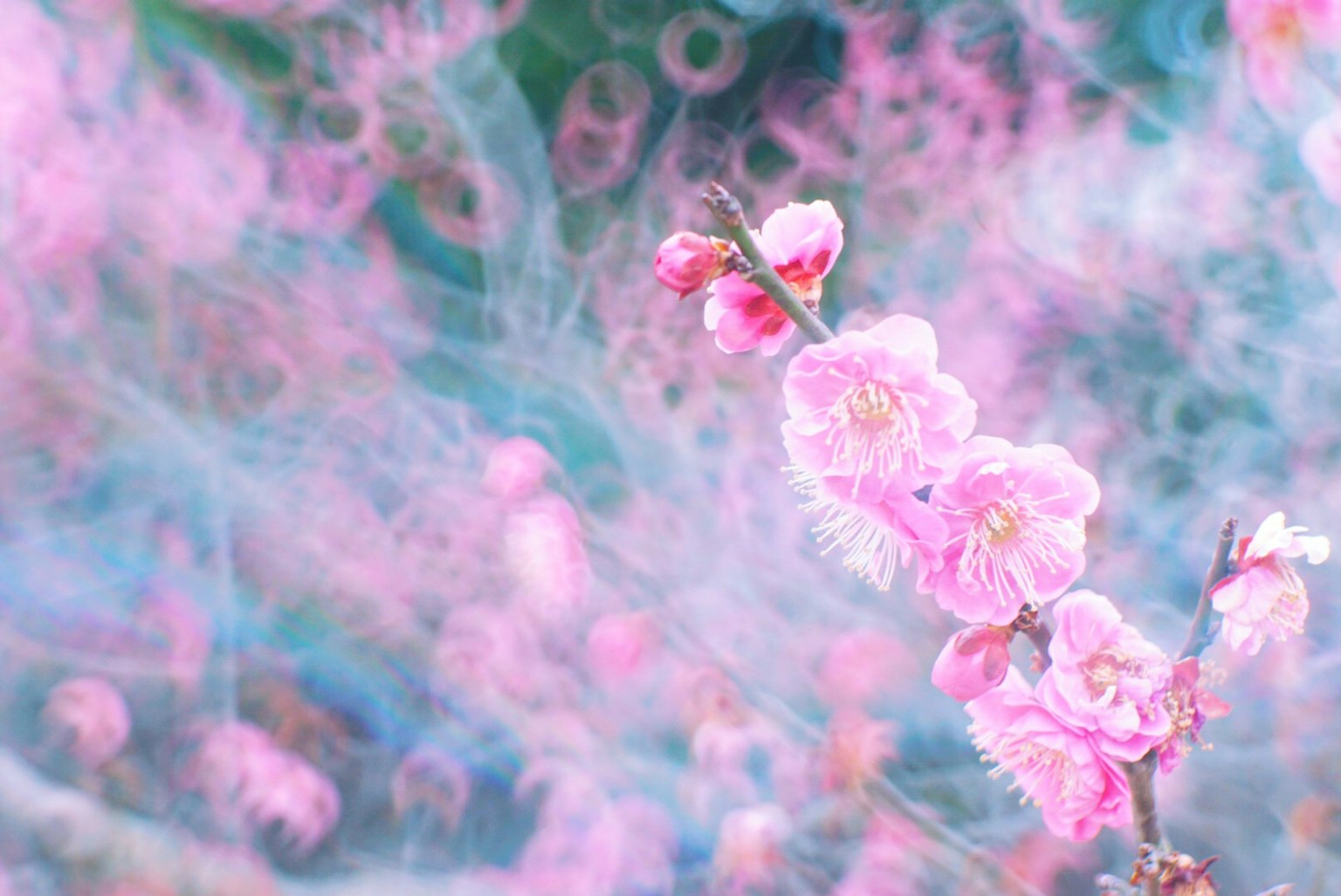 Gambar indah bunga merah muda pucat dengan latar belakang berwarna buram