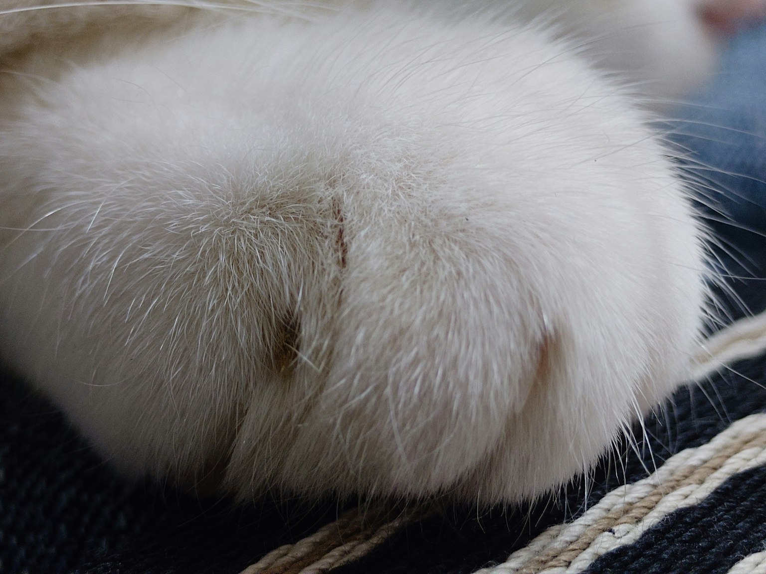 Acercamiento de la pata de un conejo blanco mostrando la textura del pelaje
