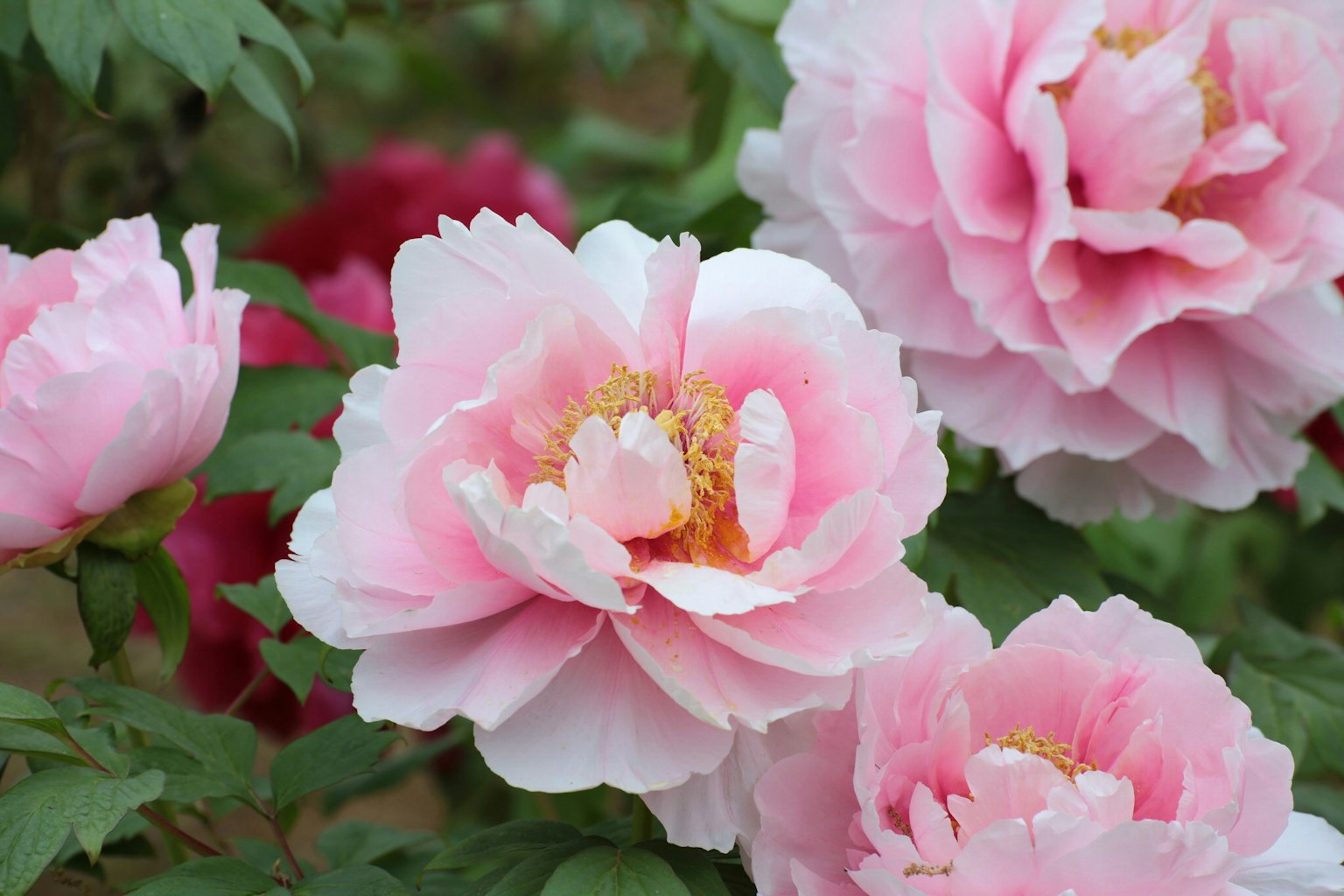Beautiful garden scene with blooming pink peony flowers