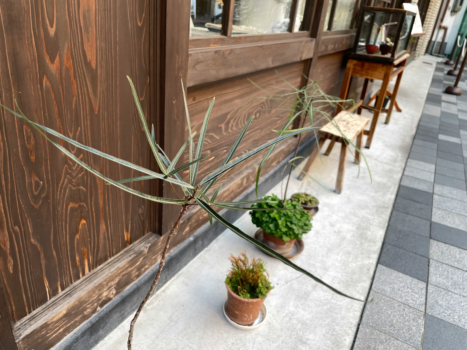 Una scena con piante e un tavolino lungo un muro di legno