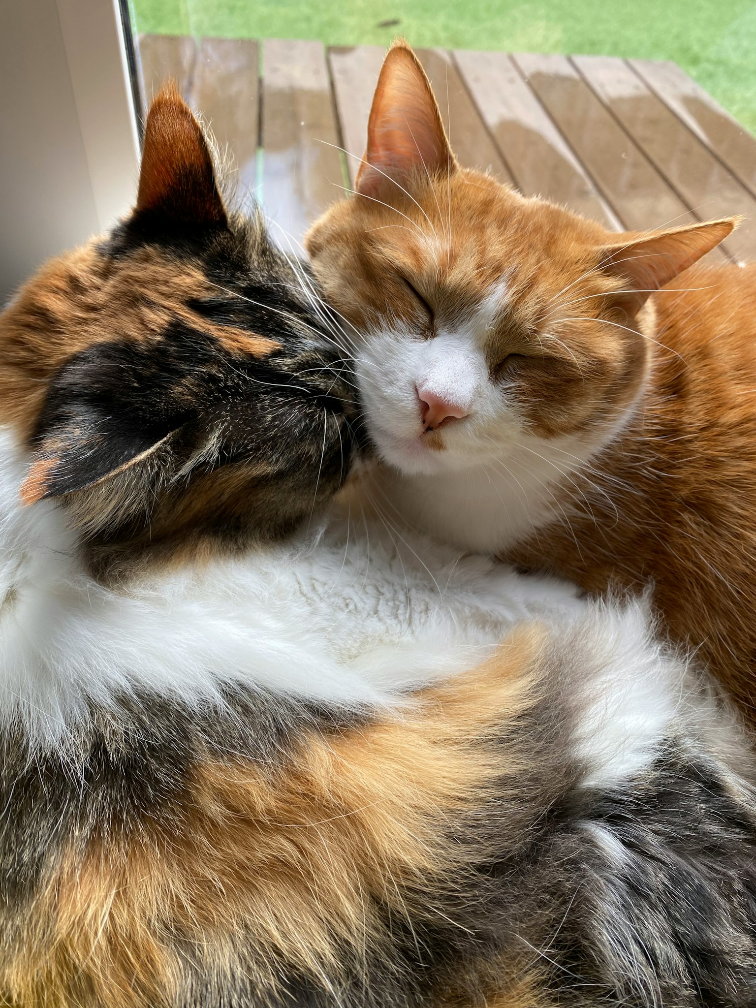 Dua kucing berpelukan dalam suasana yang nyaman