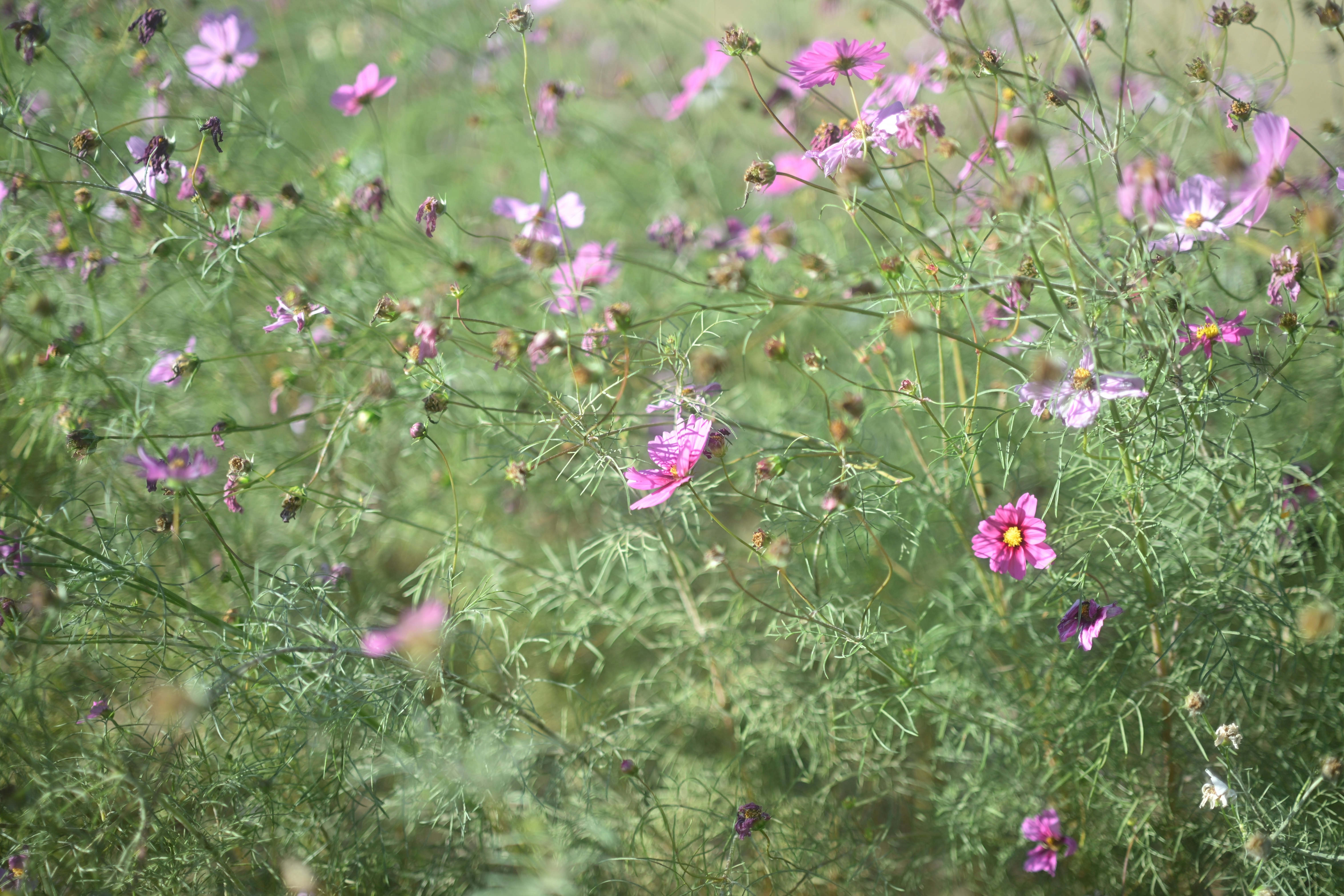 草むらに咲く淡いピンクのコスモスの花畑