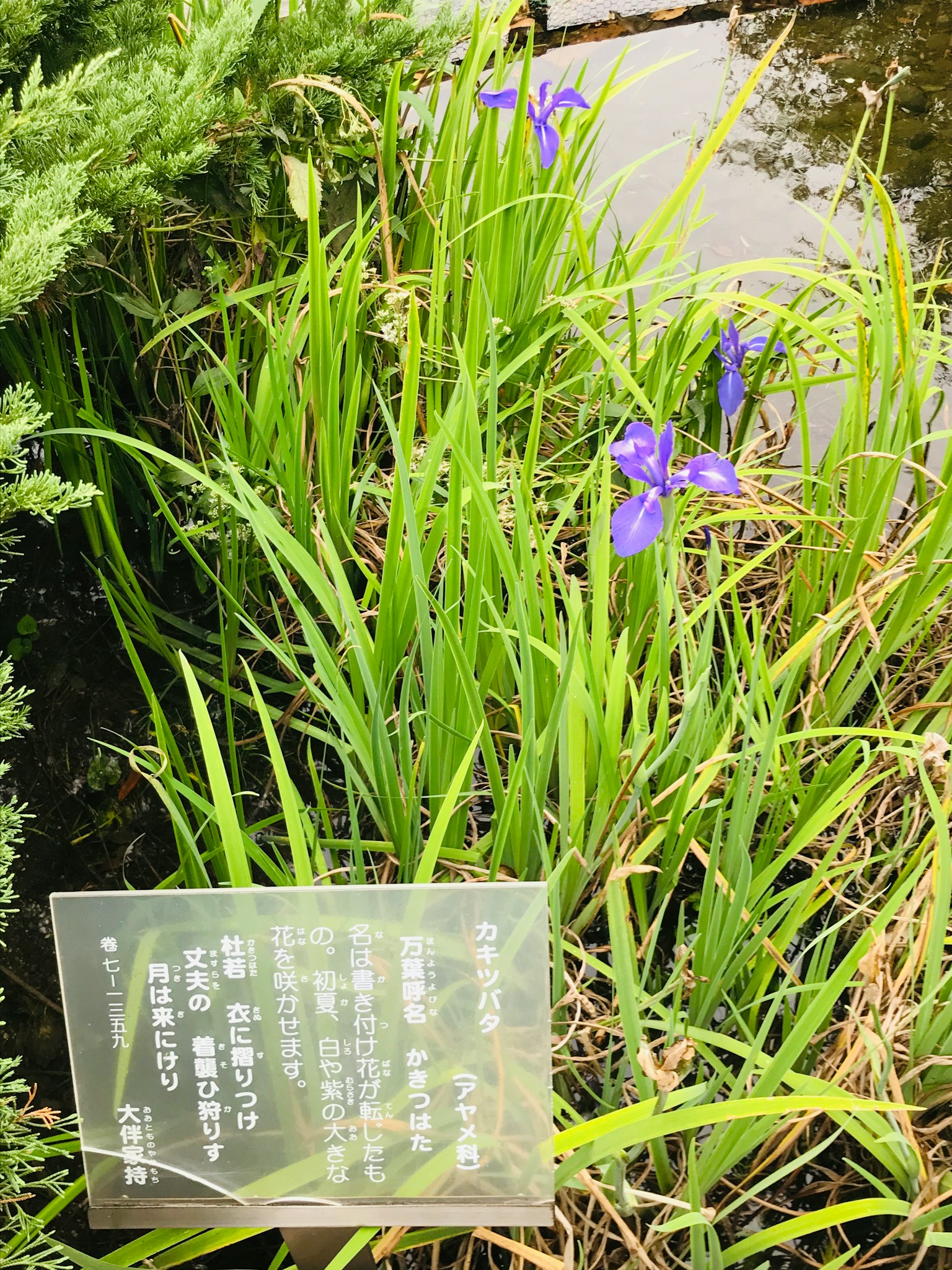 Szene mit blauen Blumen am Wasser und einem Informationsschild