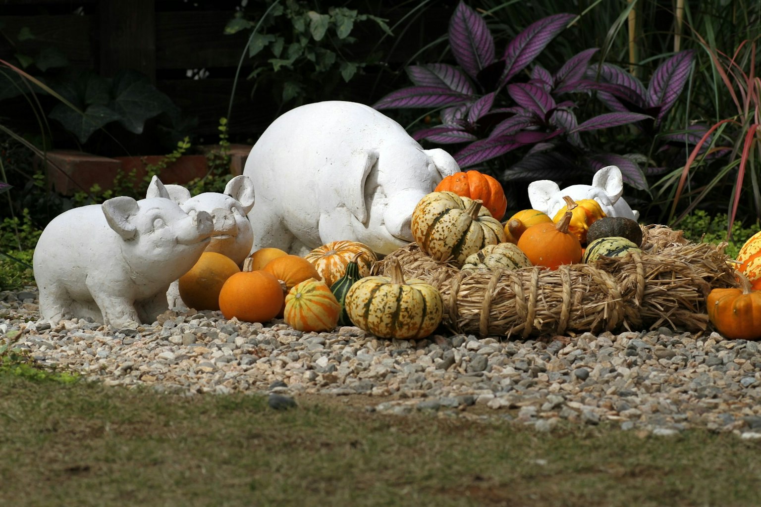 Sculture di maiali bianchi raggruppate attorno a zucche e zucchine in un giardino