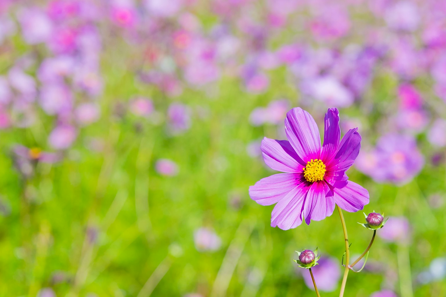 ดอกไม้สีม่วงหนึ่งดอกโดดเด่นในทุ่งดอกไม้สีม่วง