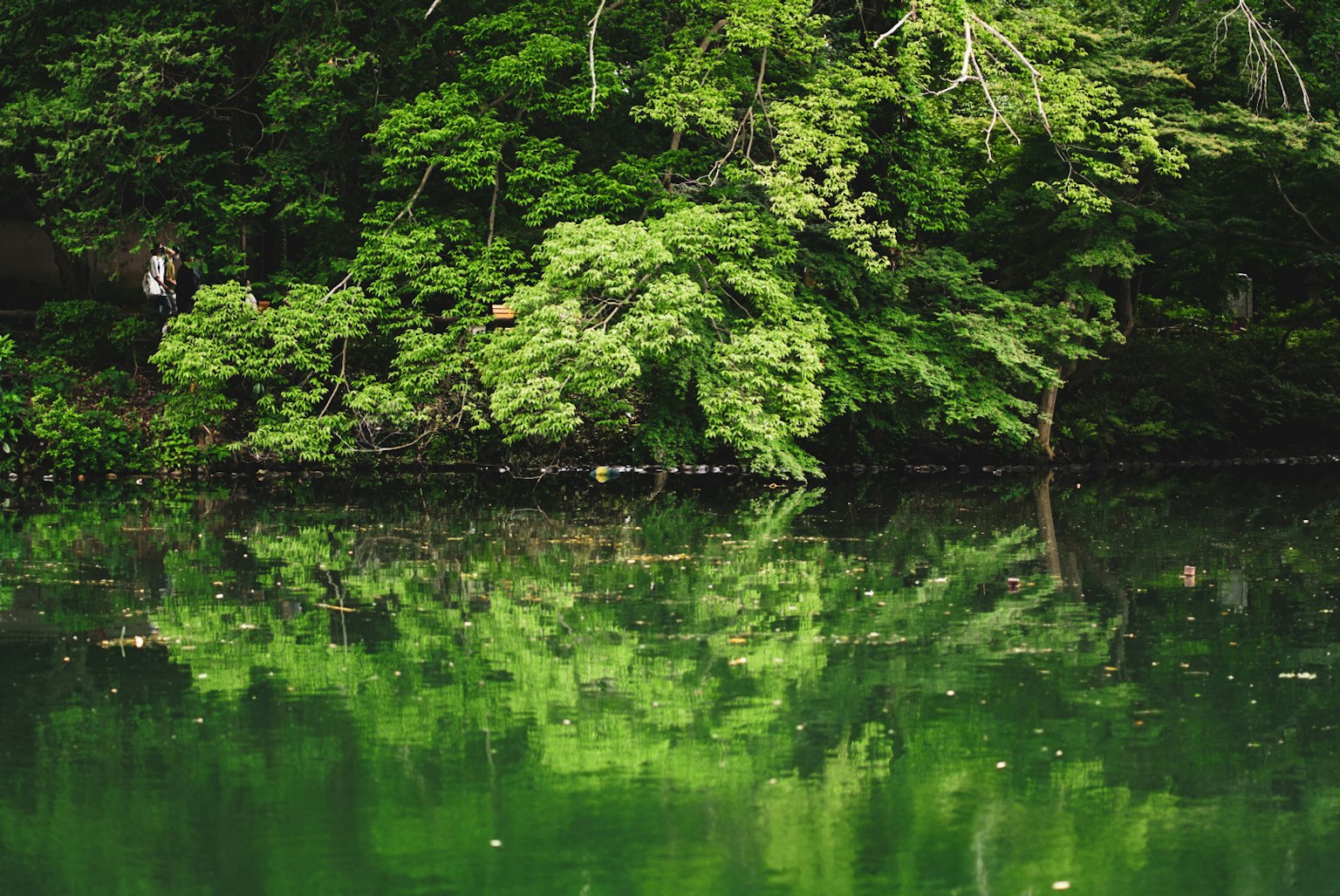 Serene lake surrounded by lush green trees with reflections