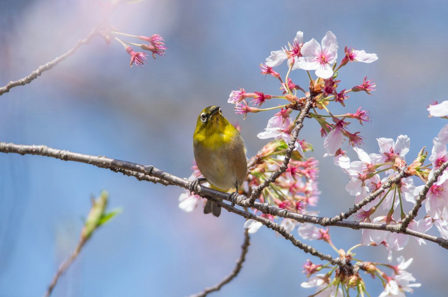 Burung kuning kecil bertengger di bunga sakura