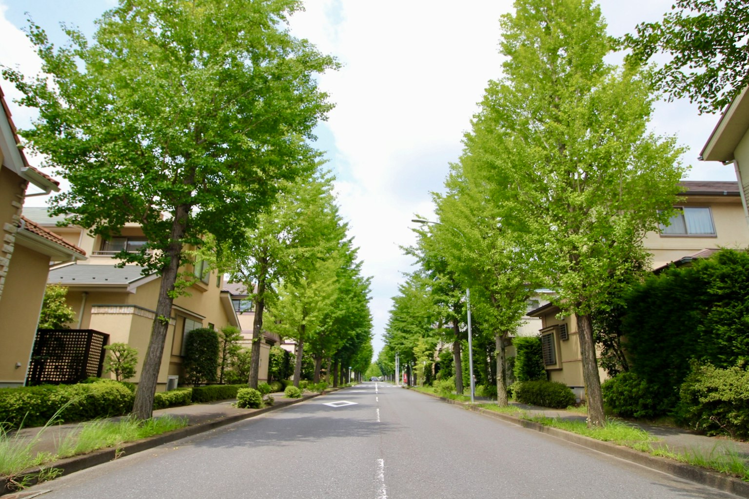 绿树成荫的宁静住宅街