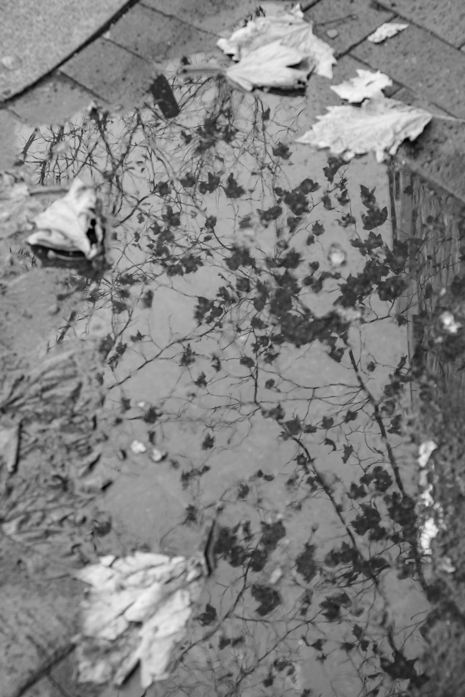 Black and white photo of leaves and tree reflections in a puddle