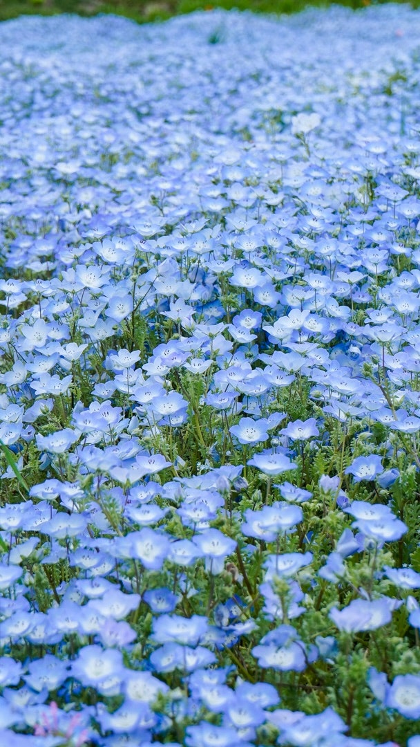 青い花が一面に咲く花畑
