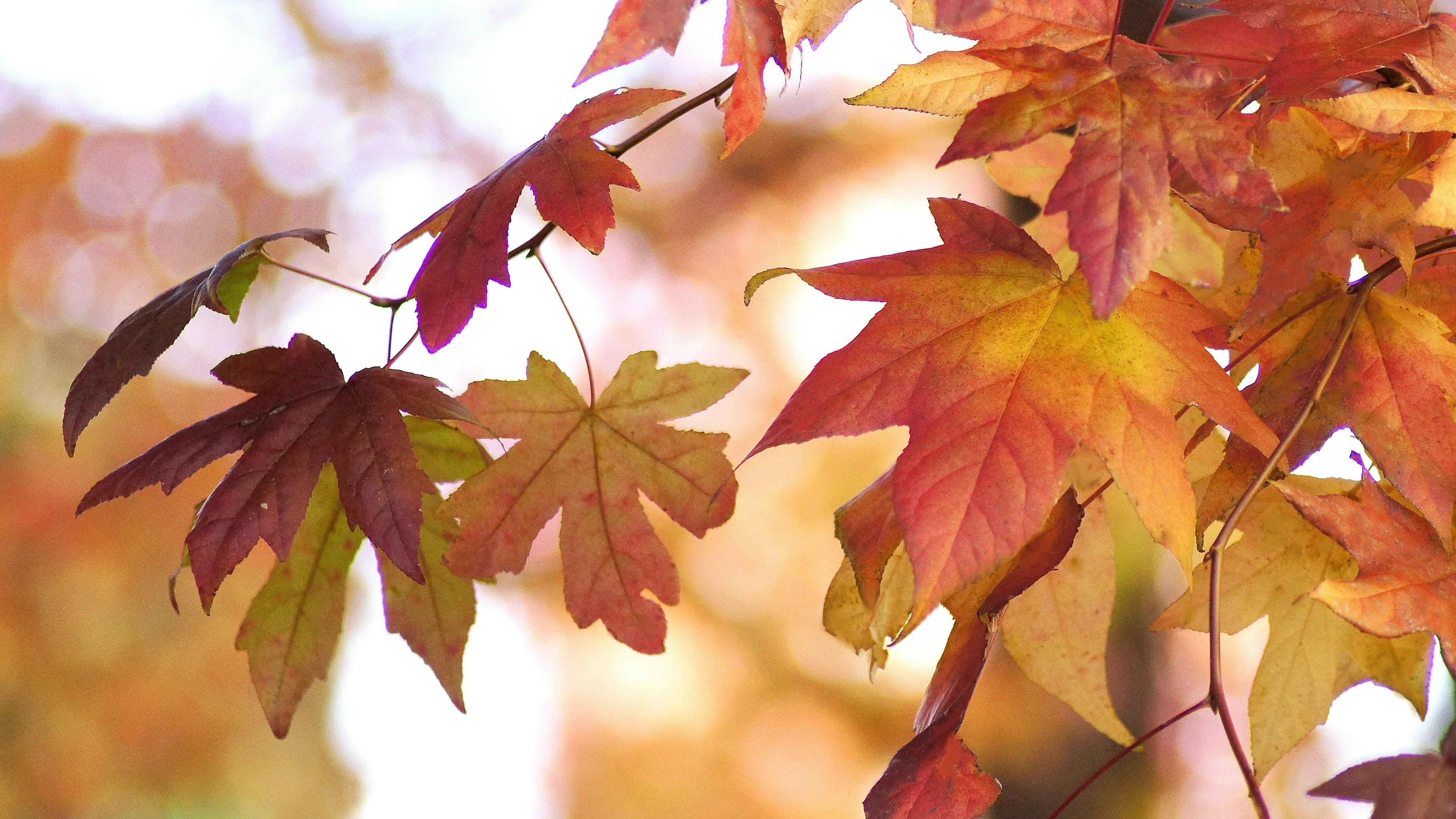 Herbstliche Ahornblätter an Zweigen vor warmem Himmel