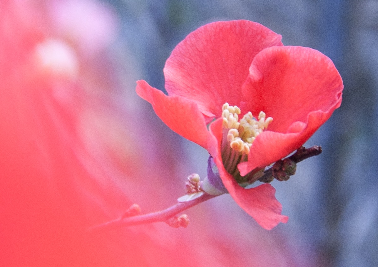 春に咲いた木瓜の花のクローズアップ
