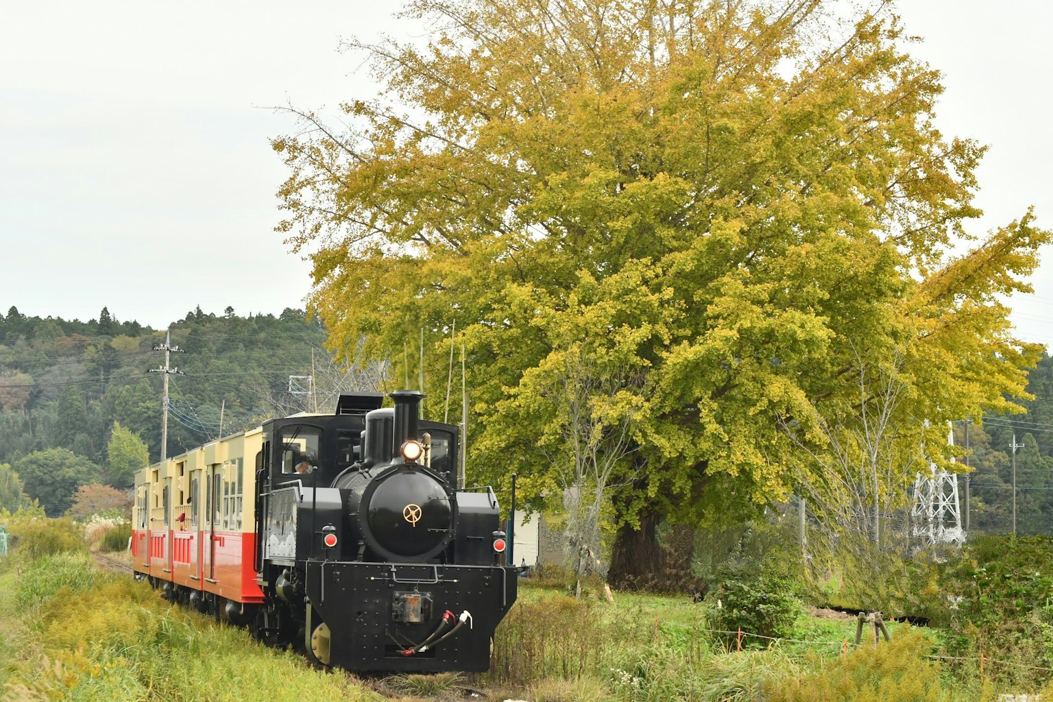 一輛黑色蒸汽機車和紅色車廂旁邊有一棵大黃樹