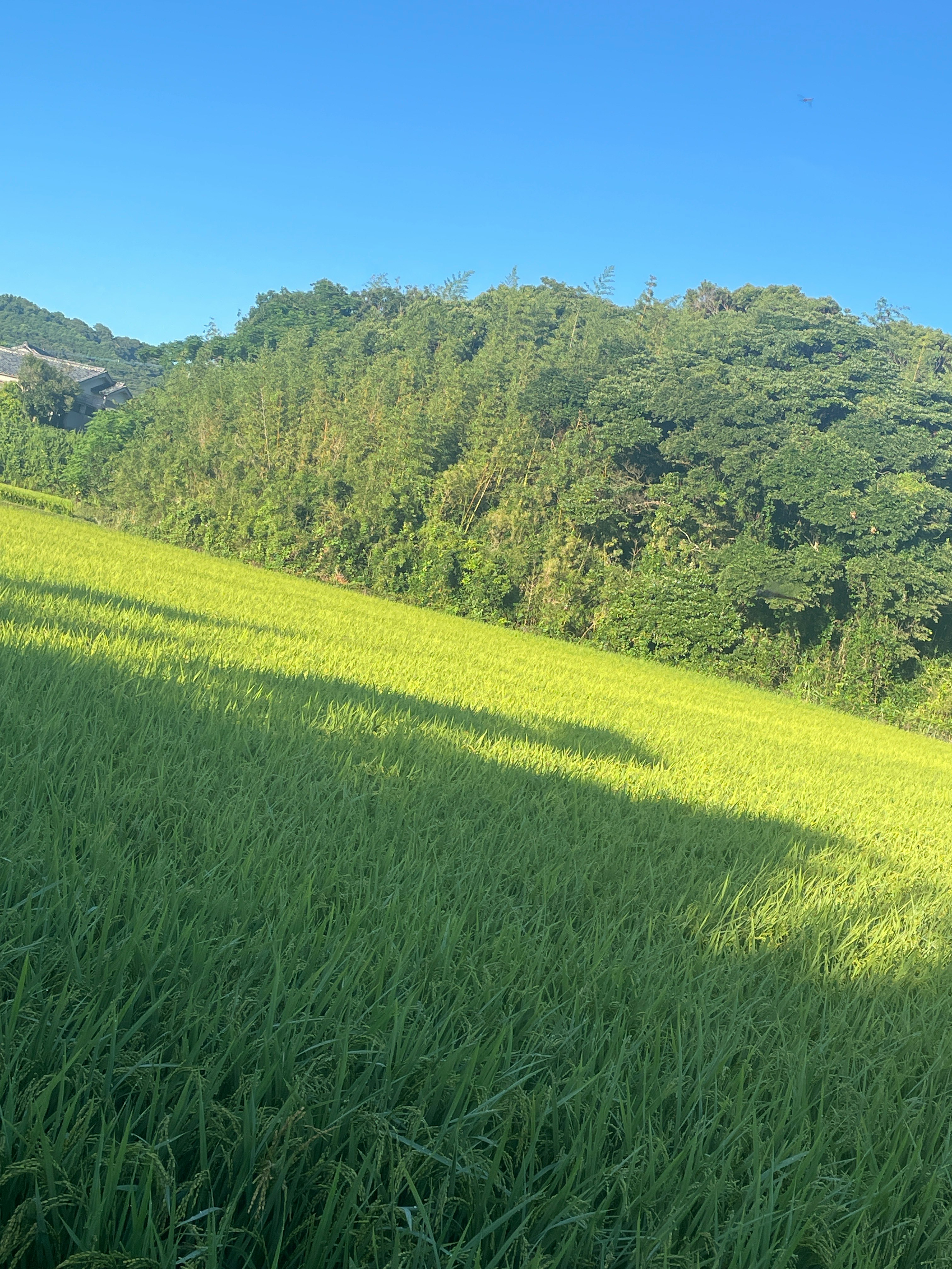 清晨的綠色鄉村風景
