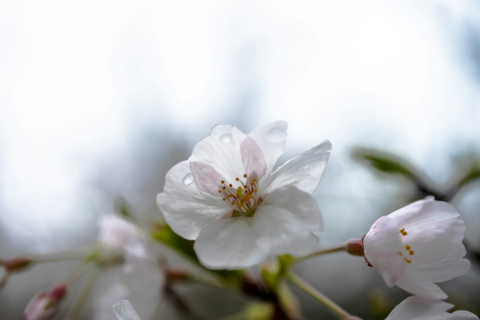 Kirschblüte mit weißen Blütenblättern und sanften Rosatönen mit gelben Staubblättern in der Mitte