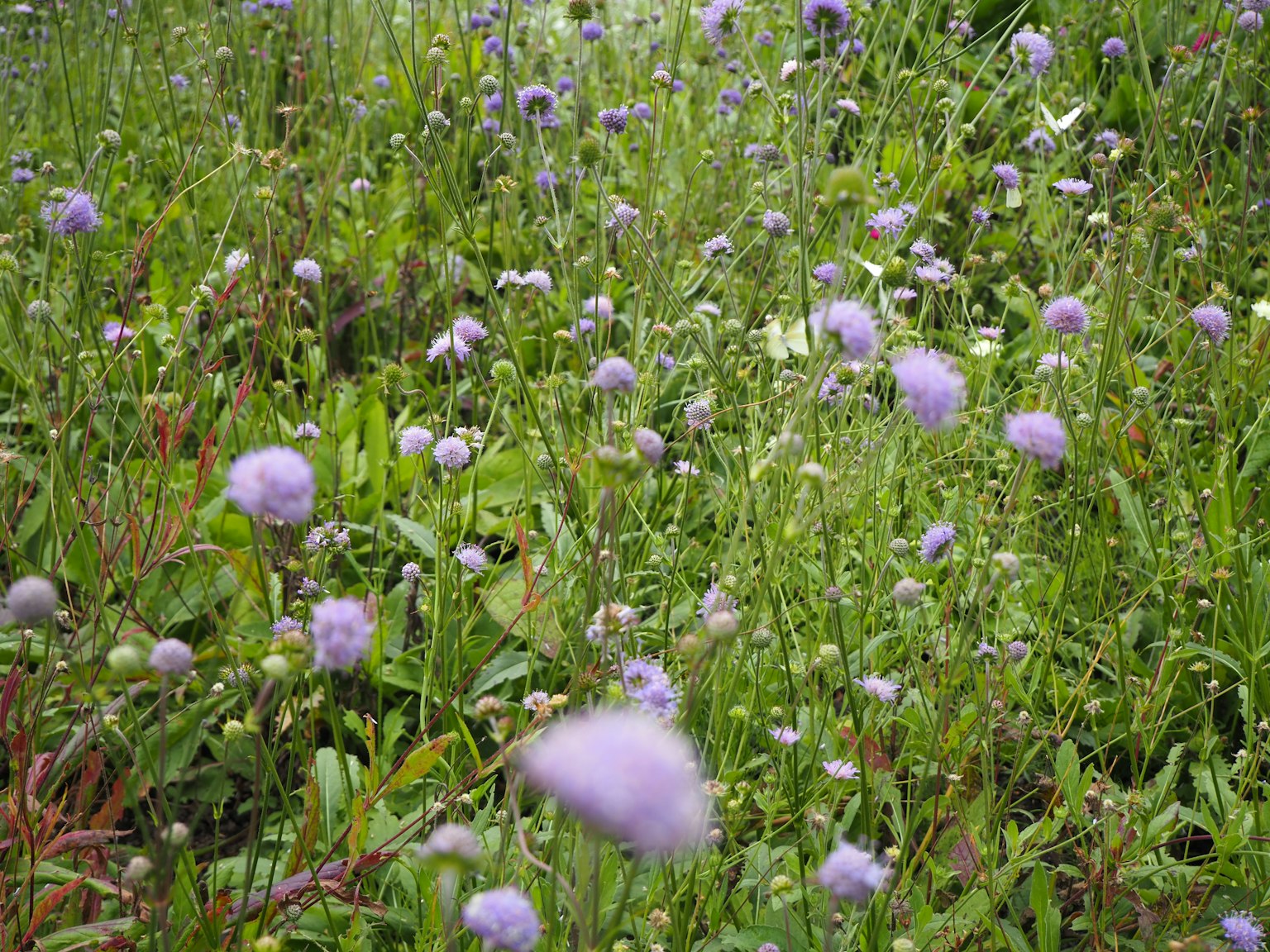 Un paesaggio di erba verde con fiori viola in fiore