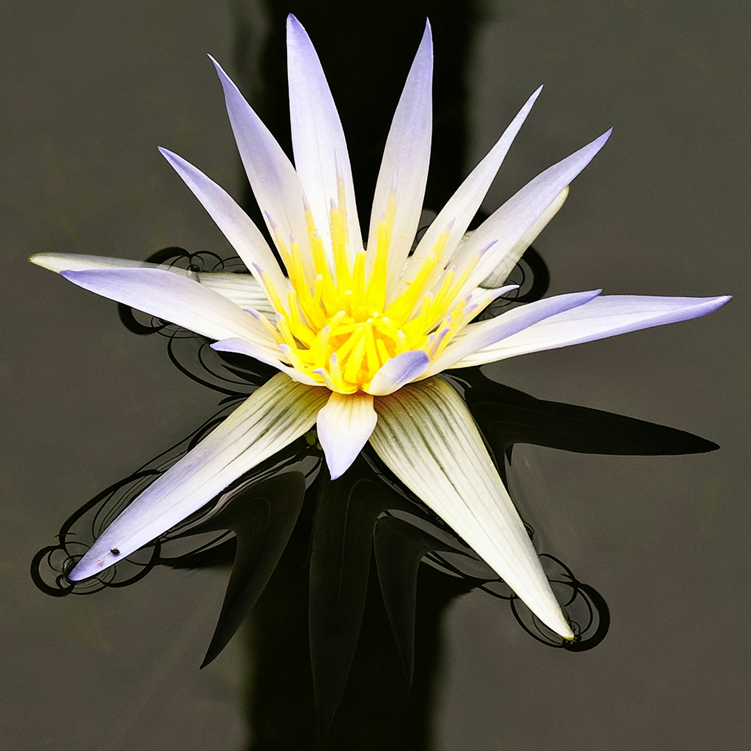 咲くやこの花館の白い睡蓮のような花