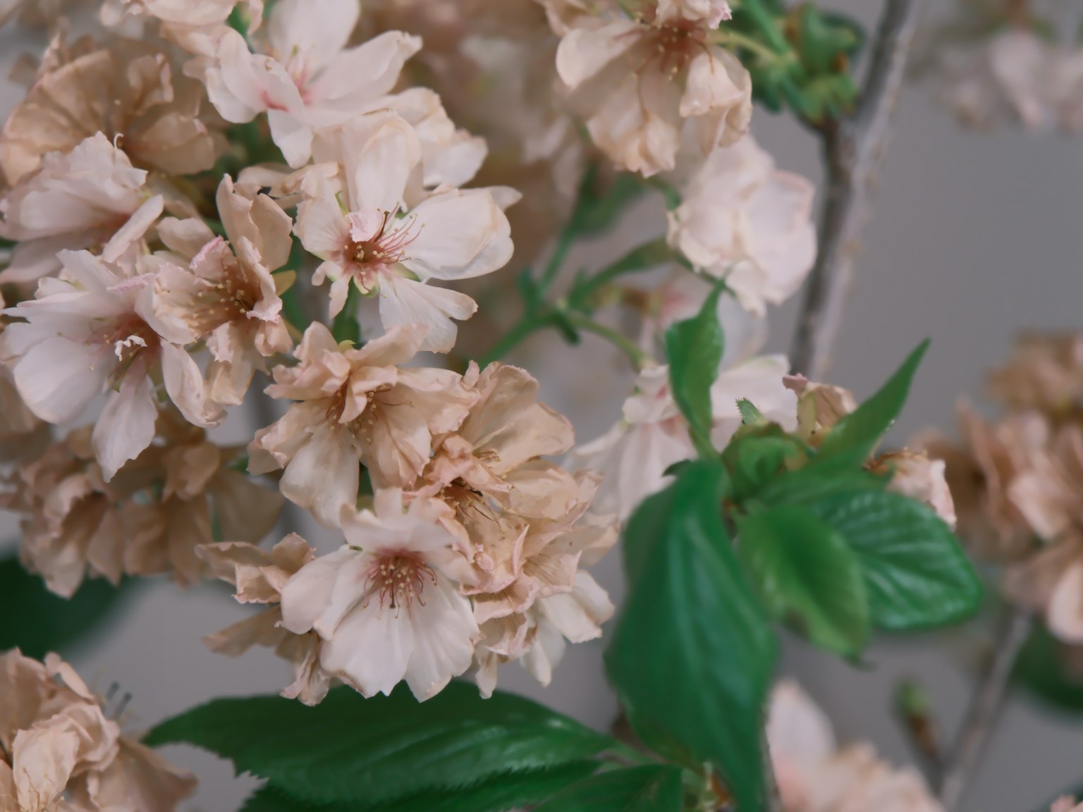 柔和粉色樱花与绿色叶子