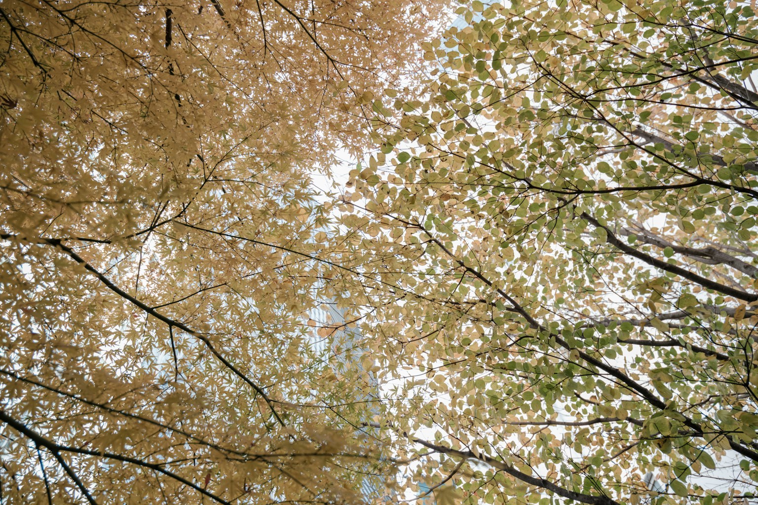 Autumn foliage with a mix of golden and green leaves against the sky