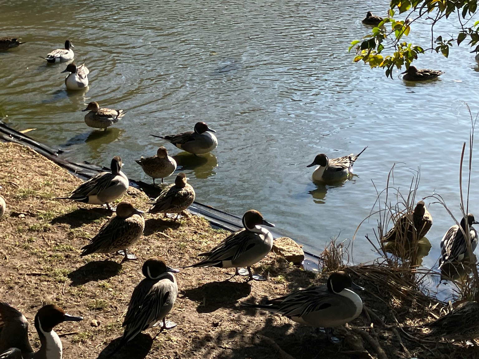 Un grupo de patos descansando junto al agua con agua tranquila