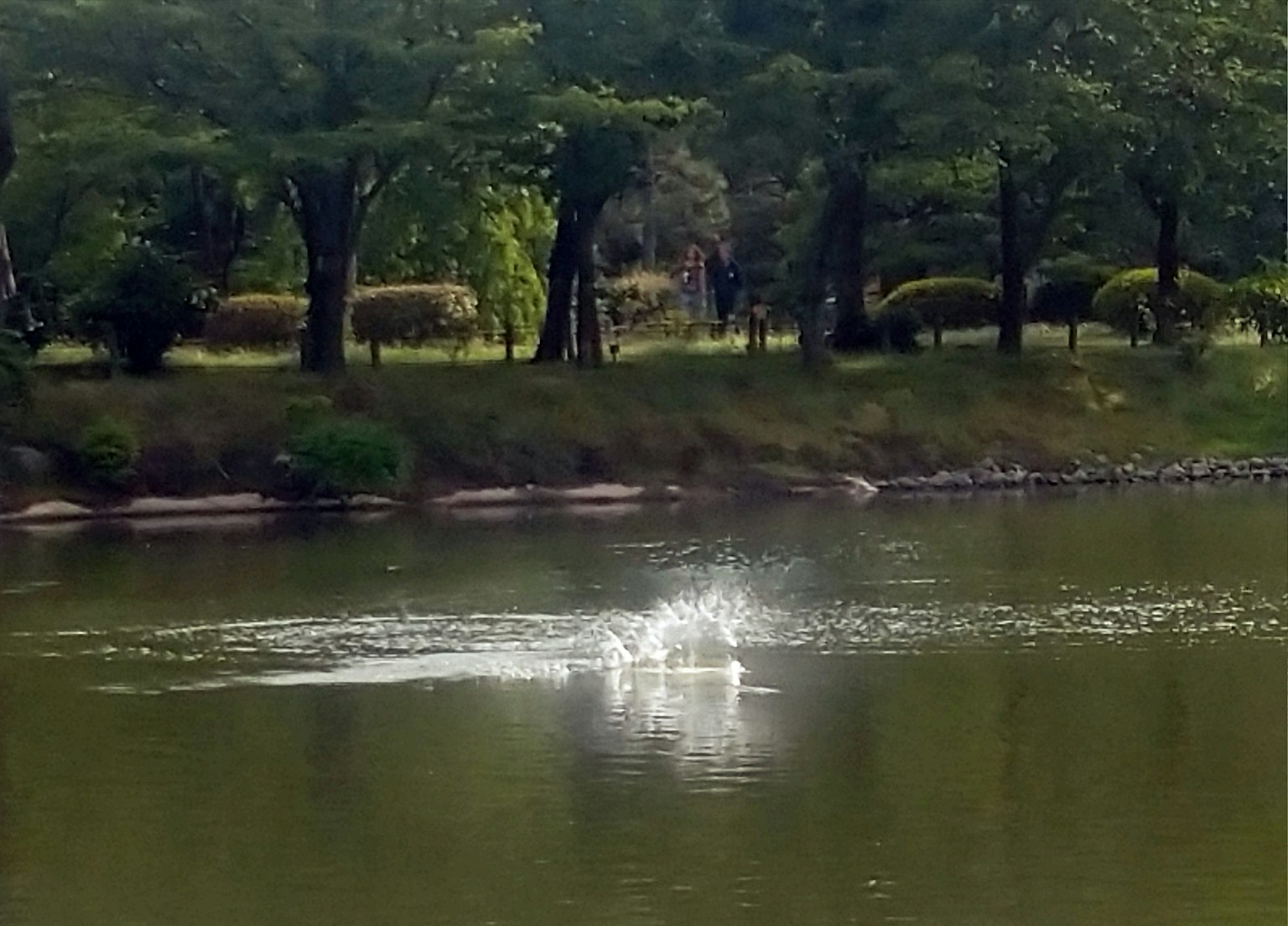 Ikan melompat keluar dari air dengan pohon hijau di latar belakang