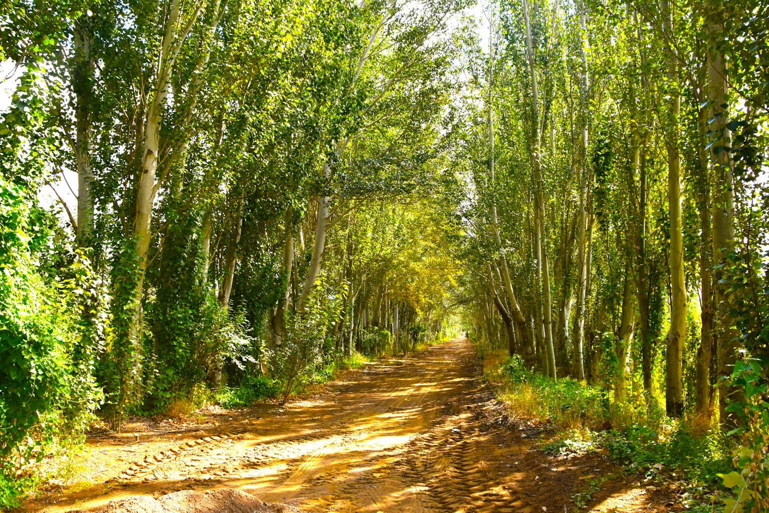 Sentier en terre bordé d'arbres verts luxuriants