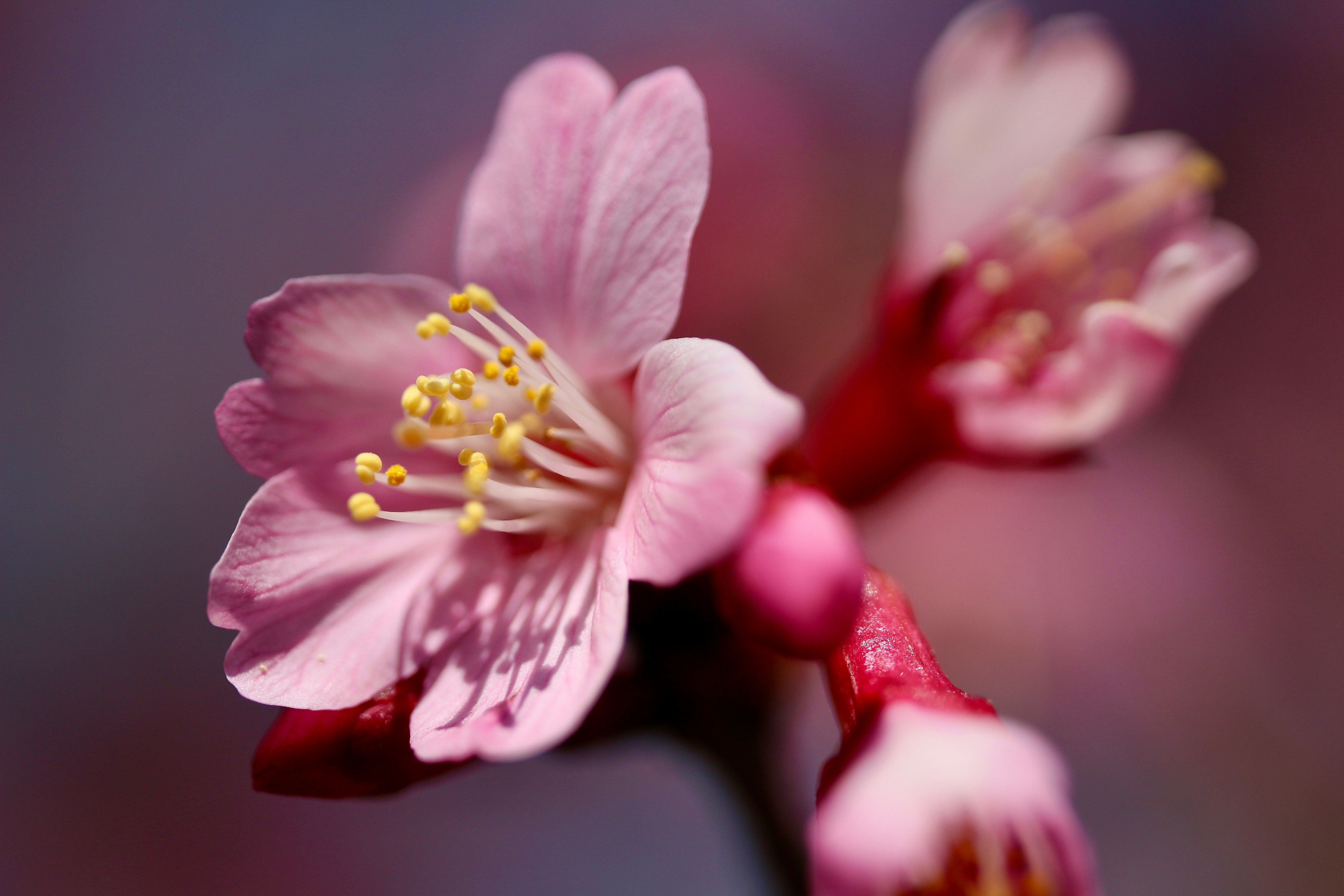 桜の花びらとつぼみのクローズアップ